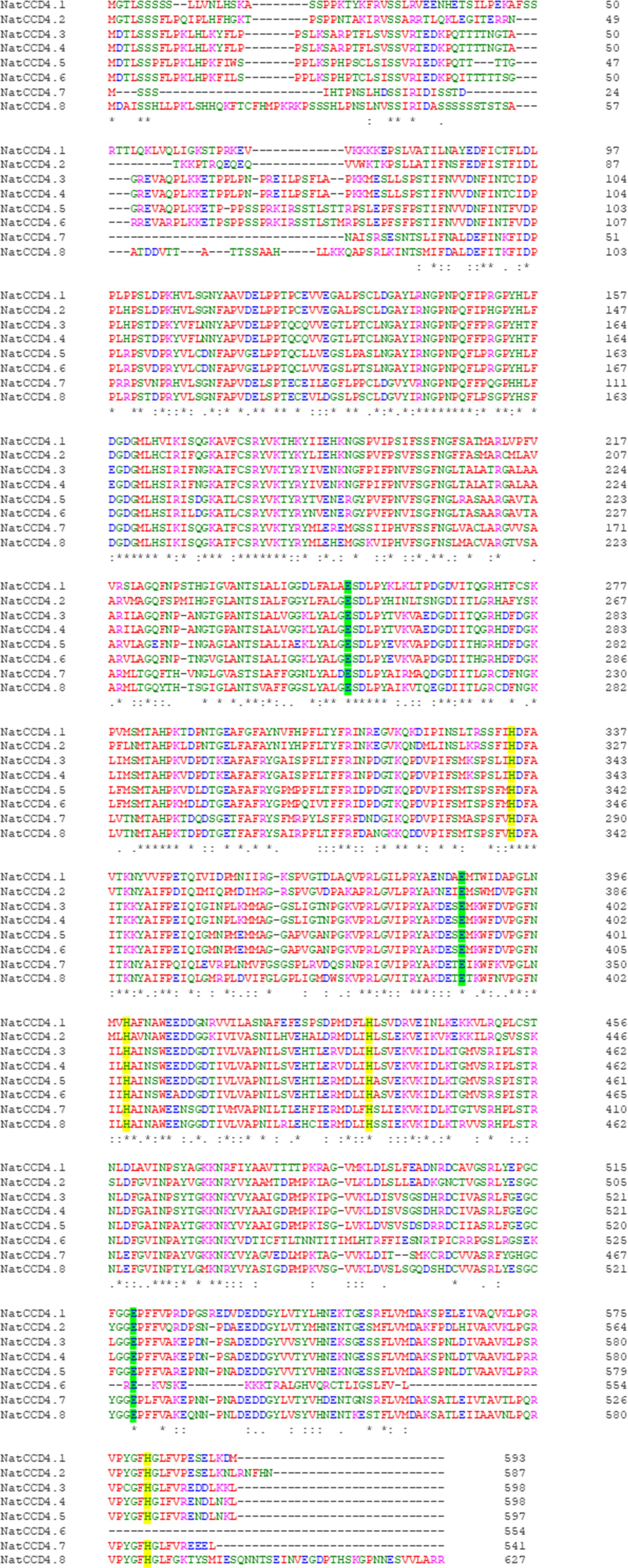 A multiple sequence alignment of NatCCD4 proteins, showing eight sequences labeled NatCCD4.1 through NatCCD4.8. Each sequence is aligned and color-coded based on amino acid properties, with gaps represented by dashes. Conserved regions are marked with asterisks, colons, and periods below the sequences.
