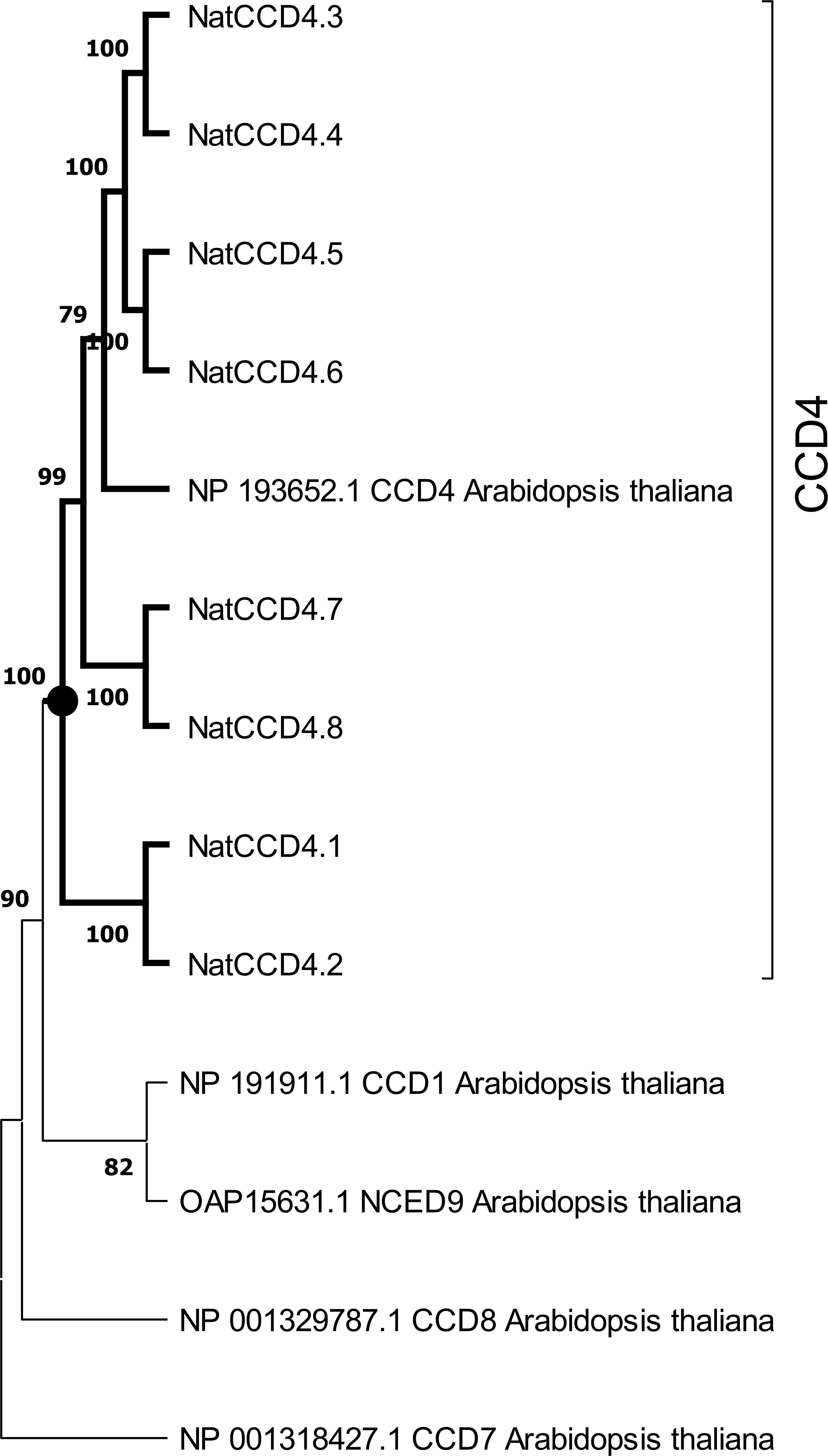 Phylogenetic tree diagram showing relationships among CCD and NCED proteins in *Arabidopsis thaliana*. Branches are labeled with proteins such as NatCCD4.3 to NatCCD4.8, CCD1, CCD7, CCD8, and NCED9, with bootstrap values marked for confidence.