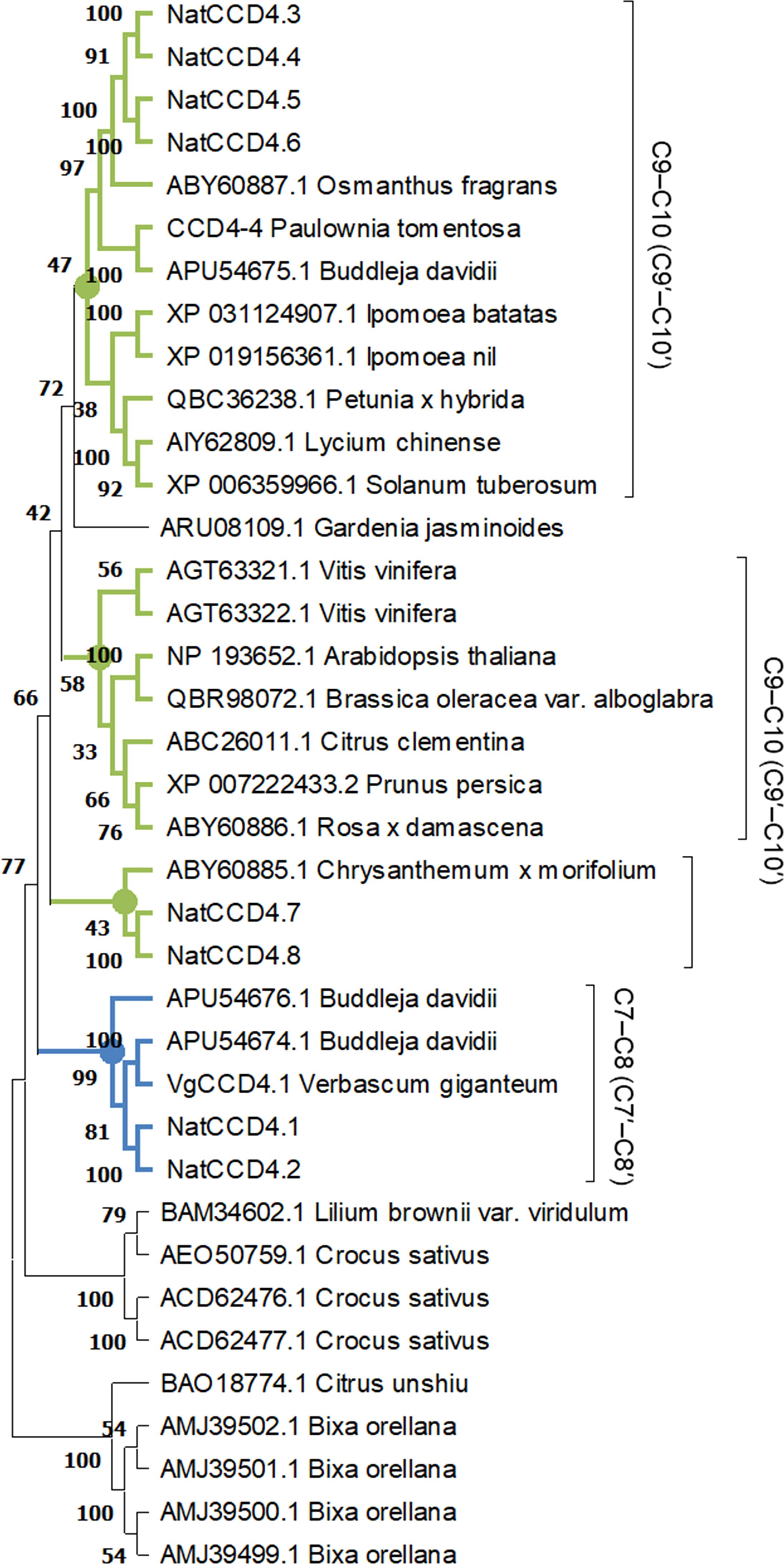 Phylogenetic tree of CCD4 gene sequences from various plant species. The tree illustrates genetic relationships with branch support values and species names. Major clusters are labeled C9-C10 and C7-C8, indicating related groups. Some species include *Buddleja davidii*, *Ipomoea batatas*, and *Crocus sativus*.