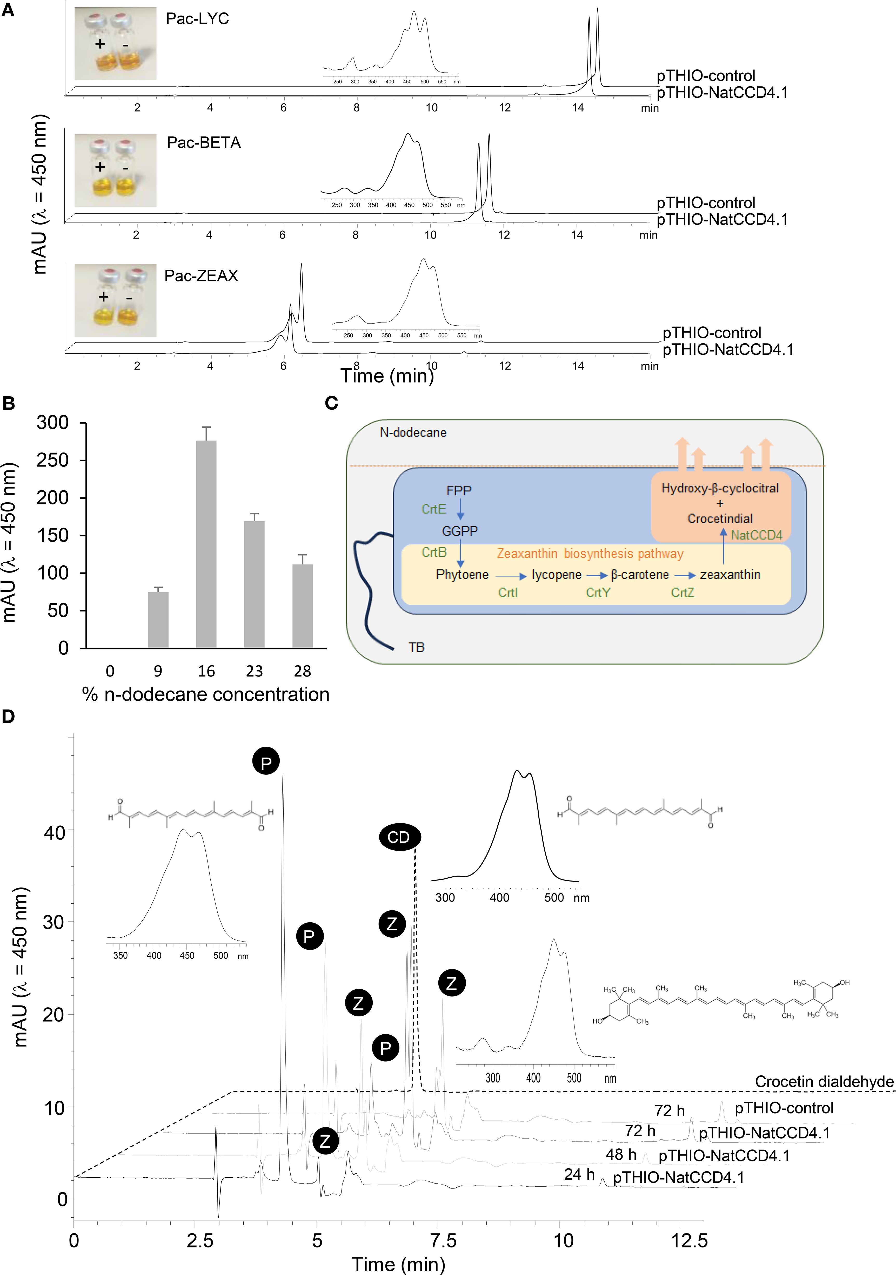 Panel A shows chromatograms of Pac-LYC, Pac-BETA, and Pac-ZEAX with photos of sample tubes. Panel B is a bar graph of absorption at 450 nm versus n-dodecane concentration. Panel C illustrates the zeaxanthin biosynthesis pathway in a schematic cell. Panel D displays chromatograms with chemical structures for compounds labeled P, Z, and CD at various time points.