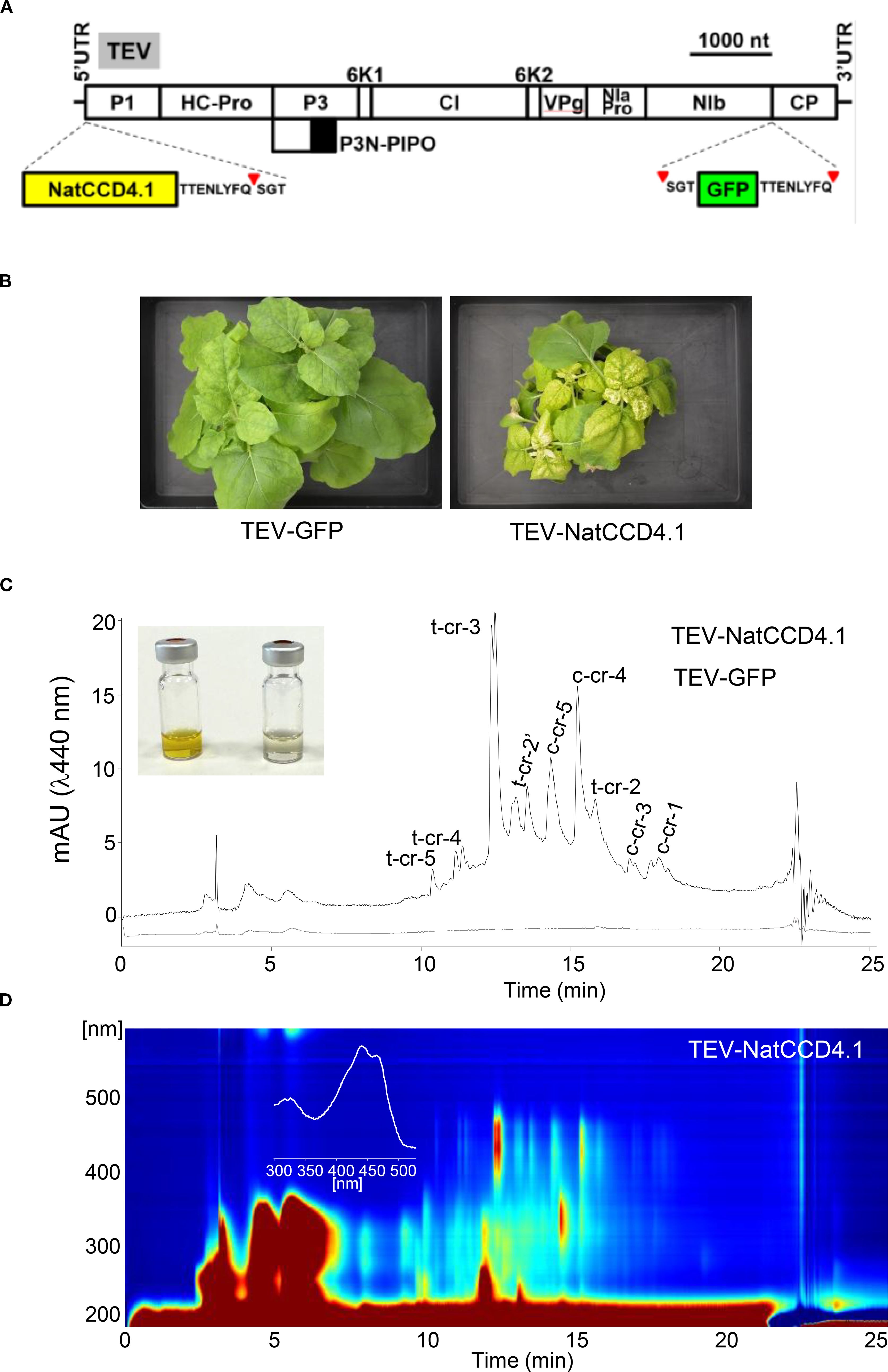 Diagram illustrating a TEV genome with NatCCD4.1 insertion and GFP marker. Two plants show visible differences: lush green leaves for TEV-GFP, variegated ones for TEV-NatCCD4.1. Chromatogram and spectrum highlight carotenoid peaks. Two vials show a yellow and clear liquid.