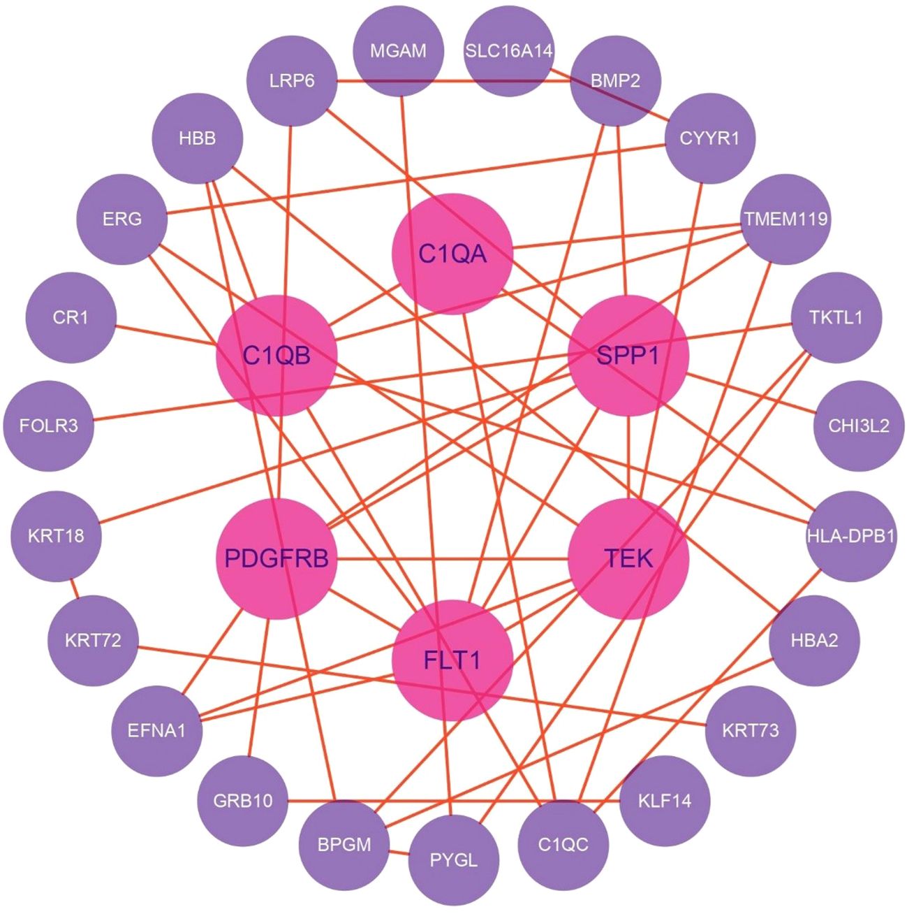 Network diagram showing relationships between various genes. Purple nodes represent individual genes, and pink nodes are central genes such as C1QA, C1QB, SPP1, PDGFRB, TEK, and FLT1. Orange lines indicate connections between genes.
