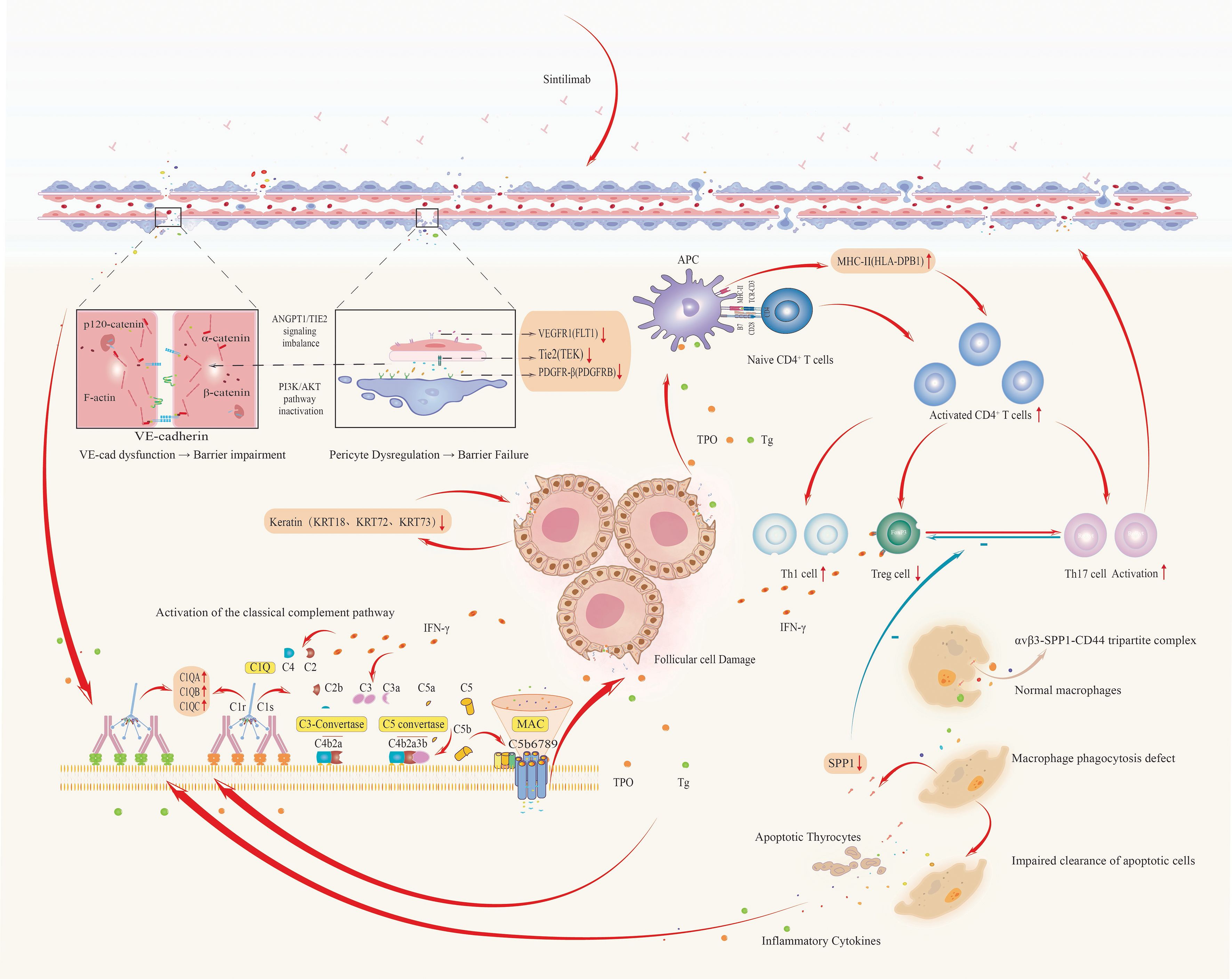 Illustration depicting the pathways involved in immune and barrier dysfunction. The image shows VE-cadherin dysregulation, pericyte dysfunction, and their effects on barrier impairment. It includes the activation of CD4+ T cells, Th1, Th17, and Treg cells, as well as the classical complement pathway. Macrophage phagocytosis defects and apoptotic cell clearance are also highlighted, with implications for inflammatory cytokine release and immune response. Red arrows indicate the flow and interaction between different components.