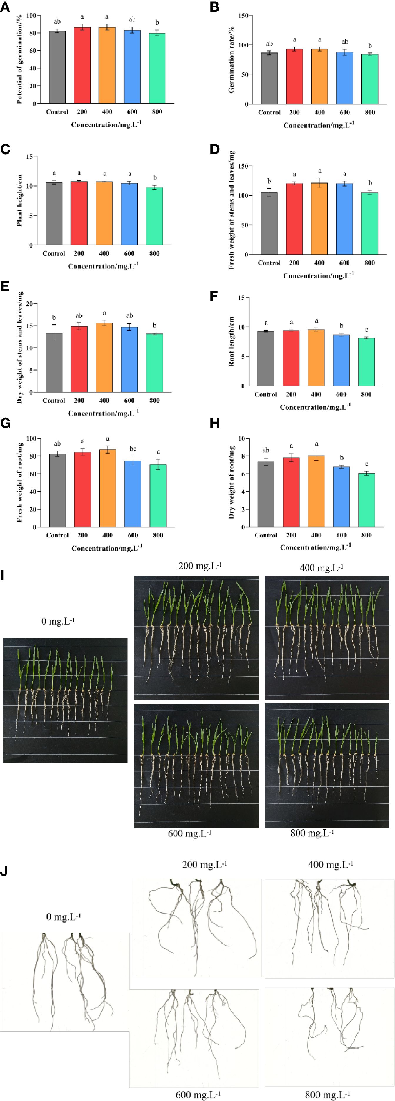 Bar graphs labeled A to H showing effects of different concentrations on plant growth, including germination, height, weight, and root length. Photos I and J display physical differences in plants and roots across varying concentrations from 0 to 800 mg/L, showing visual changes in growth and structure.