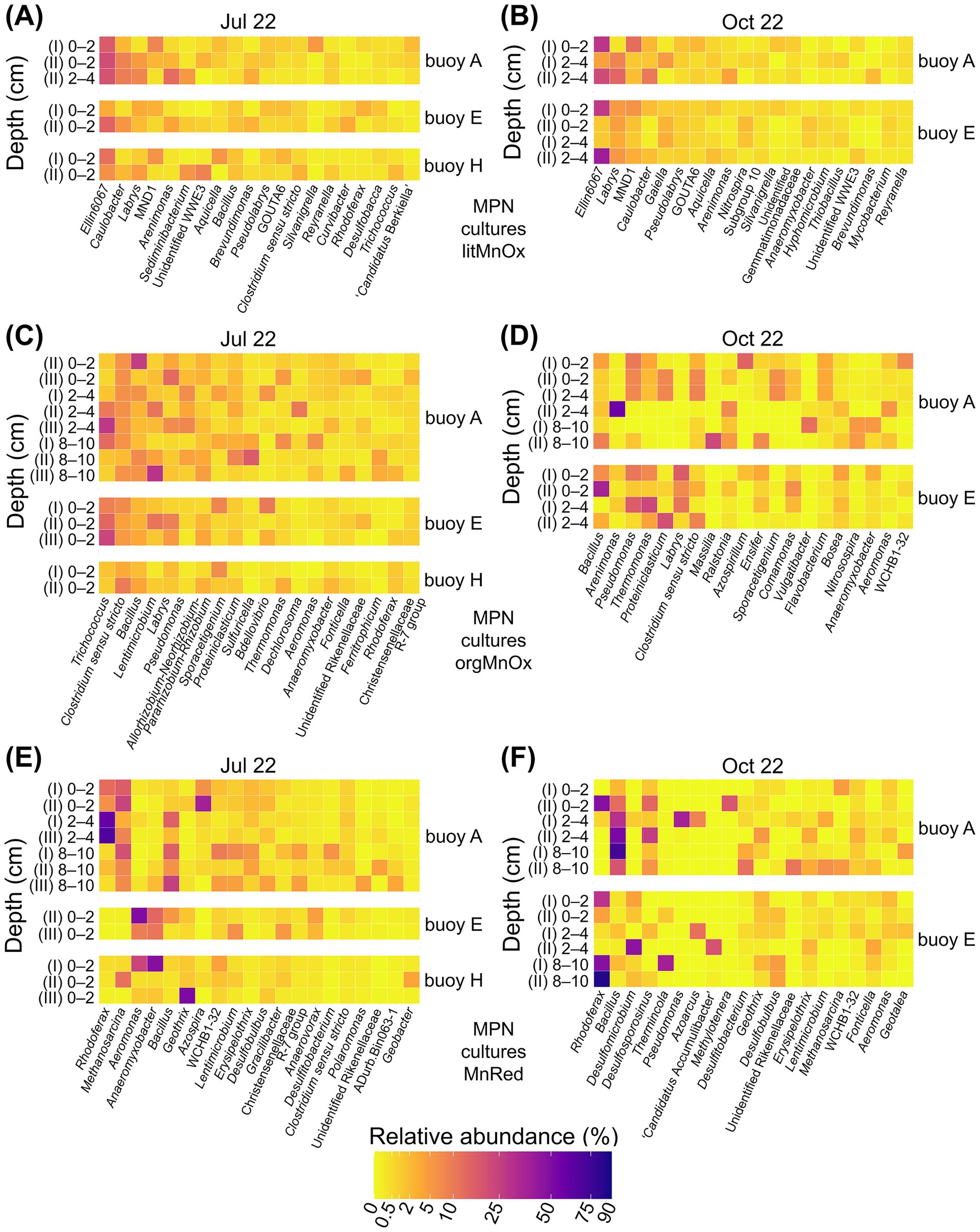 Heatmaps showing relative abundance of microbial communities at different depths for buoys A, E, and H during July (A, C, E) and October (B, D, F) 2022. Each panel represents different cultures: lithotrophic and organotrophic manganese oxidizers, and manganese reducers. Color gradient from yellow to purple represents relative abundance percentages from 0 to 90%. Depths are marked from 0 to 10 cm.