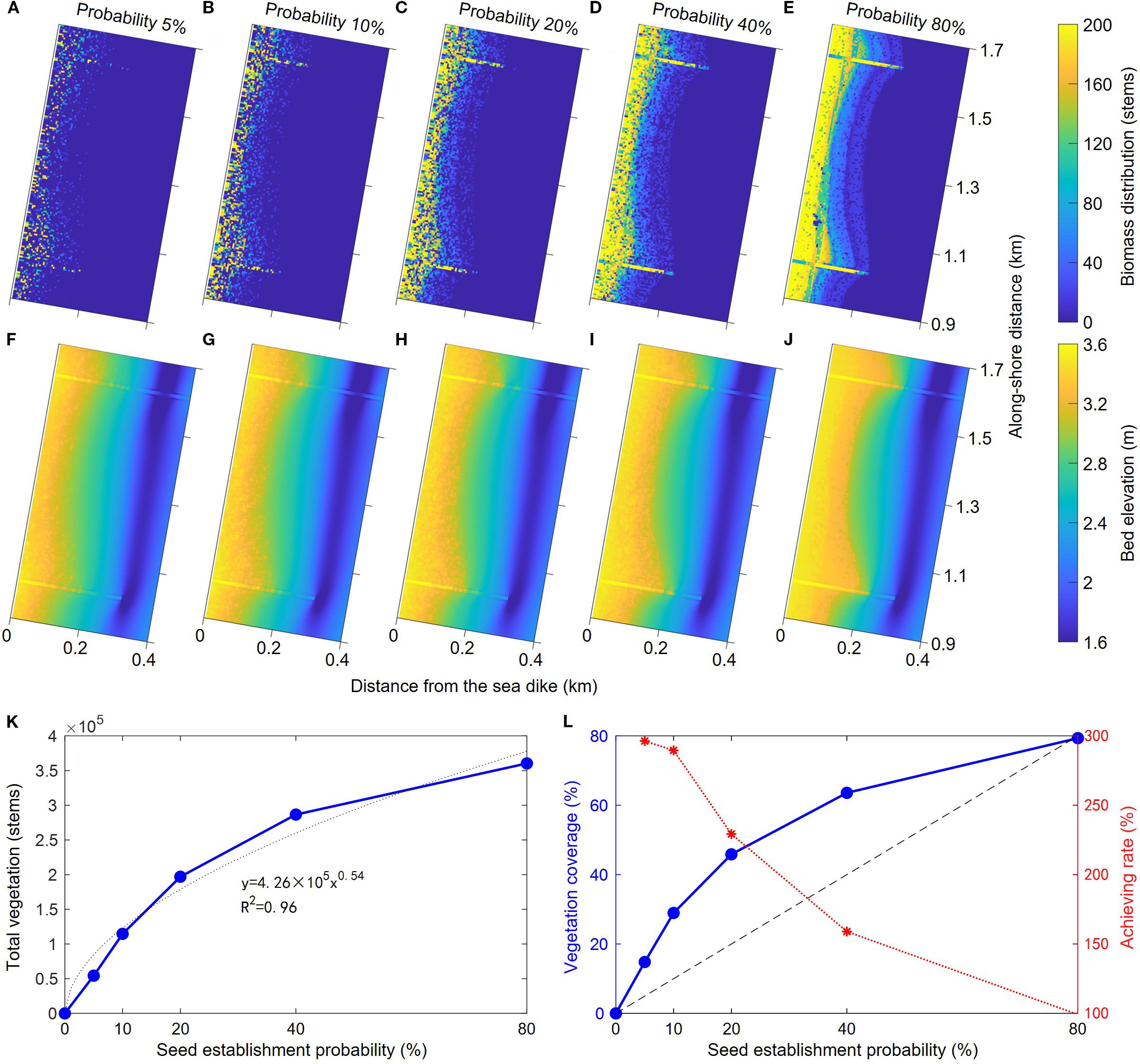 A series of graphics showing the relationship between seed establishment probability and vegetation metrics and bed topographies. Panels A to E depict biomass distribution as the probability of seed establishment changing from 5% to 80%, showing increasing vegetation near sea dikes. Panels F to J illustrate differences in bed elevation in different cases. Panel K displays a graph of total vegetation in relation to seed establishment probability, indicating an increasing trend. Panel L shows a graph comparing vegetation coverage and achieving rate against seed establishment probability, highlighting positive correlation in coverage and a varying achieving rate.