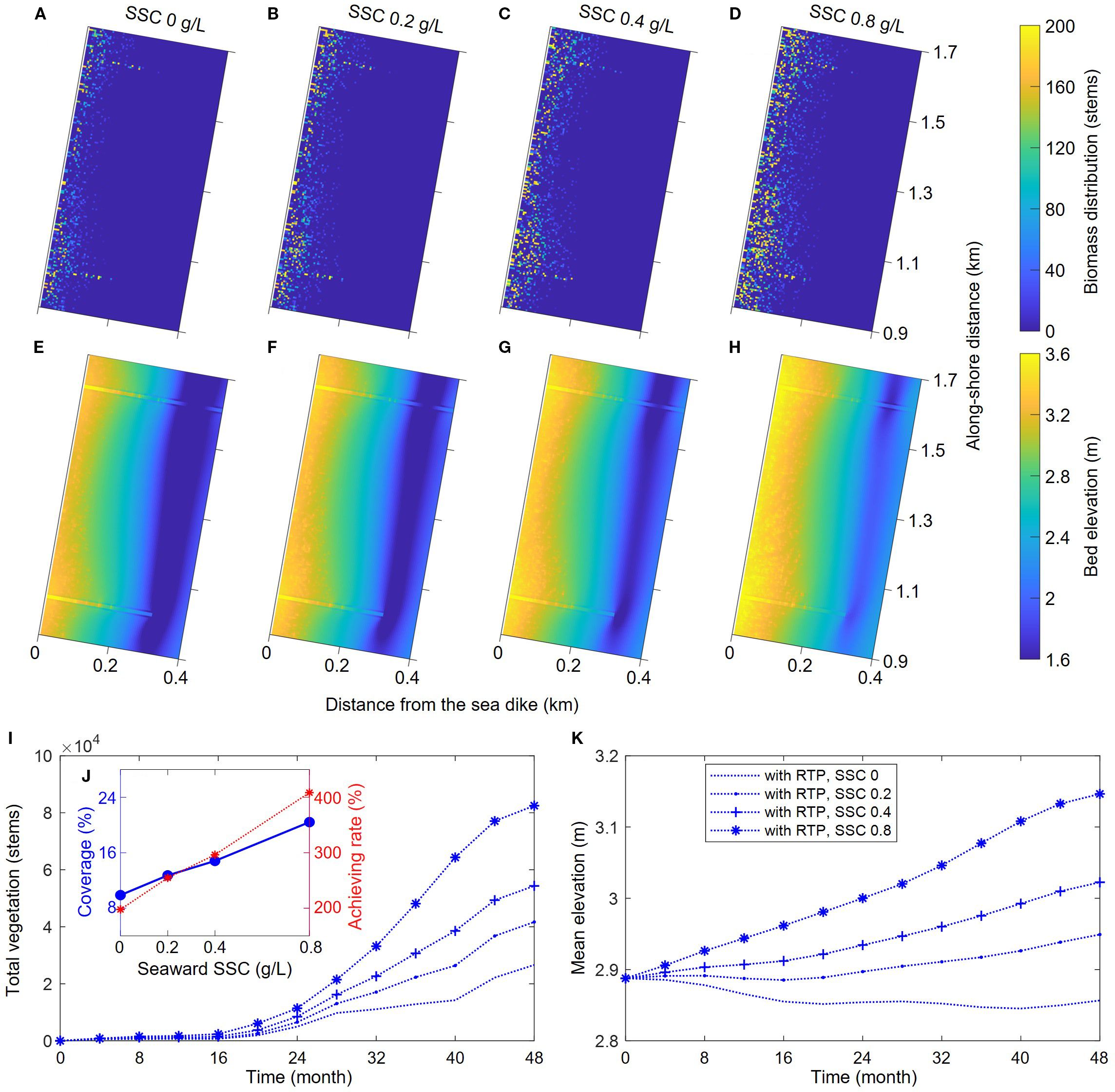 A series of graphics showing the relationship between suspended sediment concentration (SSC) and vegetation metrics and bed topographies. Panels A to D display biomass distribution at varying SSC. Panels E to H show bed elevation. Color scales indicate biomass and elevation. Graph I depicts total vegetation stems over 48 months, with an inset showing coverage and achieving rate related to SSC. Graph K illustrates mean elevation changes over time for different SSC scenarios.