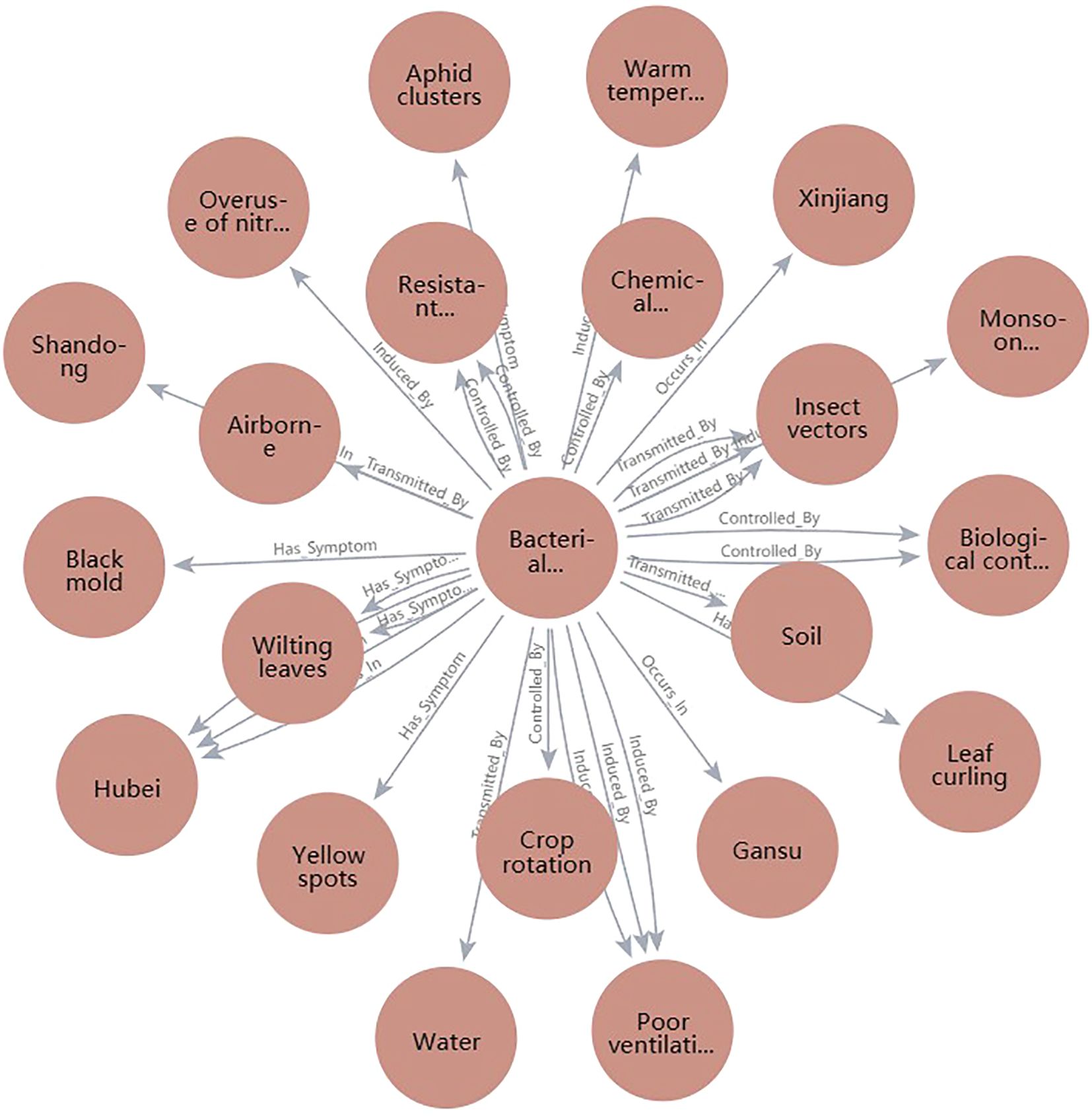 Flowchart showing bacterial infection's causes, symptoms, and controls. Central node is “Bacterial...” connected to nodes like “Aphid clusters,” “Warm temper...,” “Soil,” and “Wilting leaves.” Connections indicate transmission, symptoms, and control methods such as crop rotation and biological control.