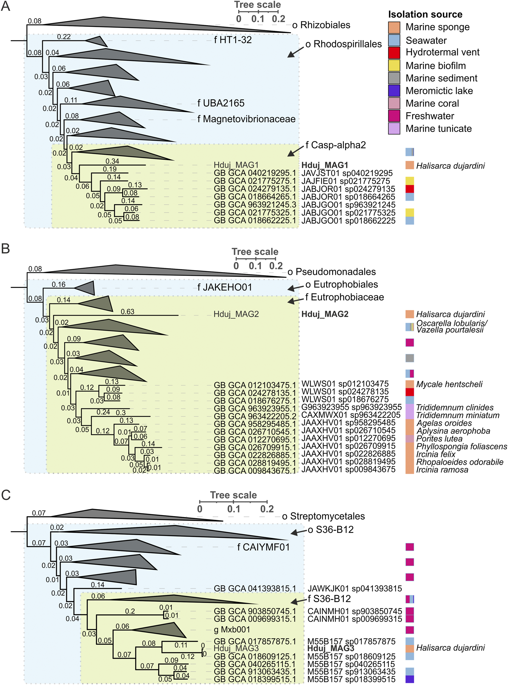 Phylogenetic trees labeled A, B, and C illustrating relationships among bacterial lineages. Each tree shows branches with scales indicating evolutionary distance. Annotations include groups like Rhodospirillales, Eutrophobiales, and Streptomycetales. Colored squares represent various isolation sources, including marine sponge, sediment, and freshwater. HT1-32, UBA2165, Casp-alpha2, and JAKEH001 are the specific taxonomic families. Each tree includes labeled nodes with genomic identifiers and associated annotations along with H. dujardini and other species as reference points.