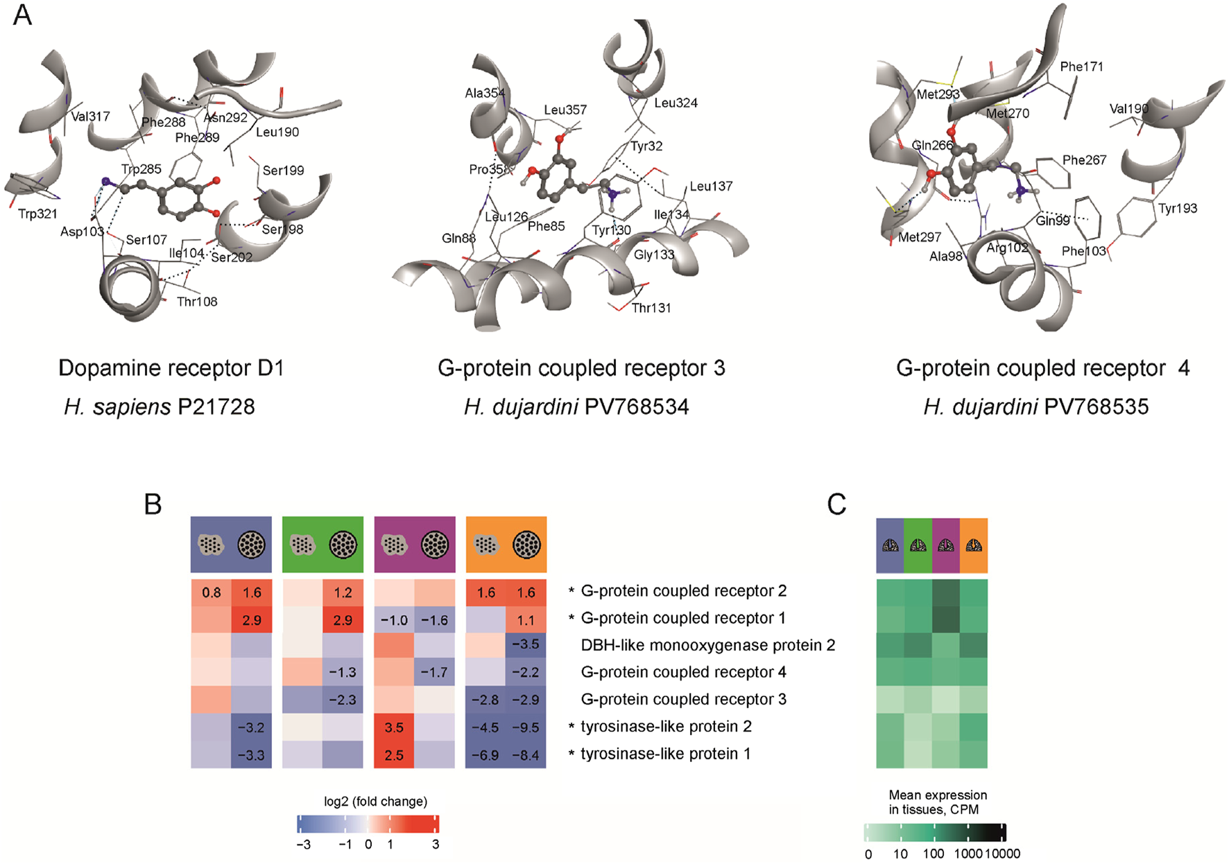 Section A displays molecular structures of three receptors: Dopamine receptor D1 from *H. sapiens* and G-protein coupled receptors 3 and 4 from *H. dujardini*. The amino acids involved in the binding are shown. Section B is a heatmap showing log2 fold changes for various proteins, indicating differential expression levels. Section C is a heatmap of gene expression across tissues in different seasons of the year, with color gradients representing mean expression levels in counts per million (CPM).
