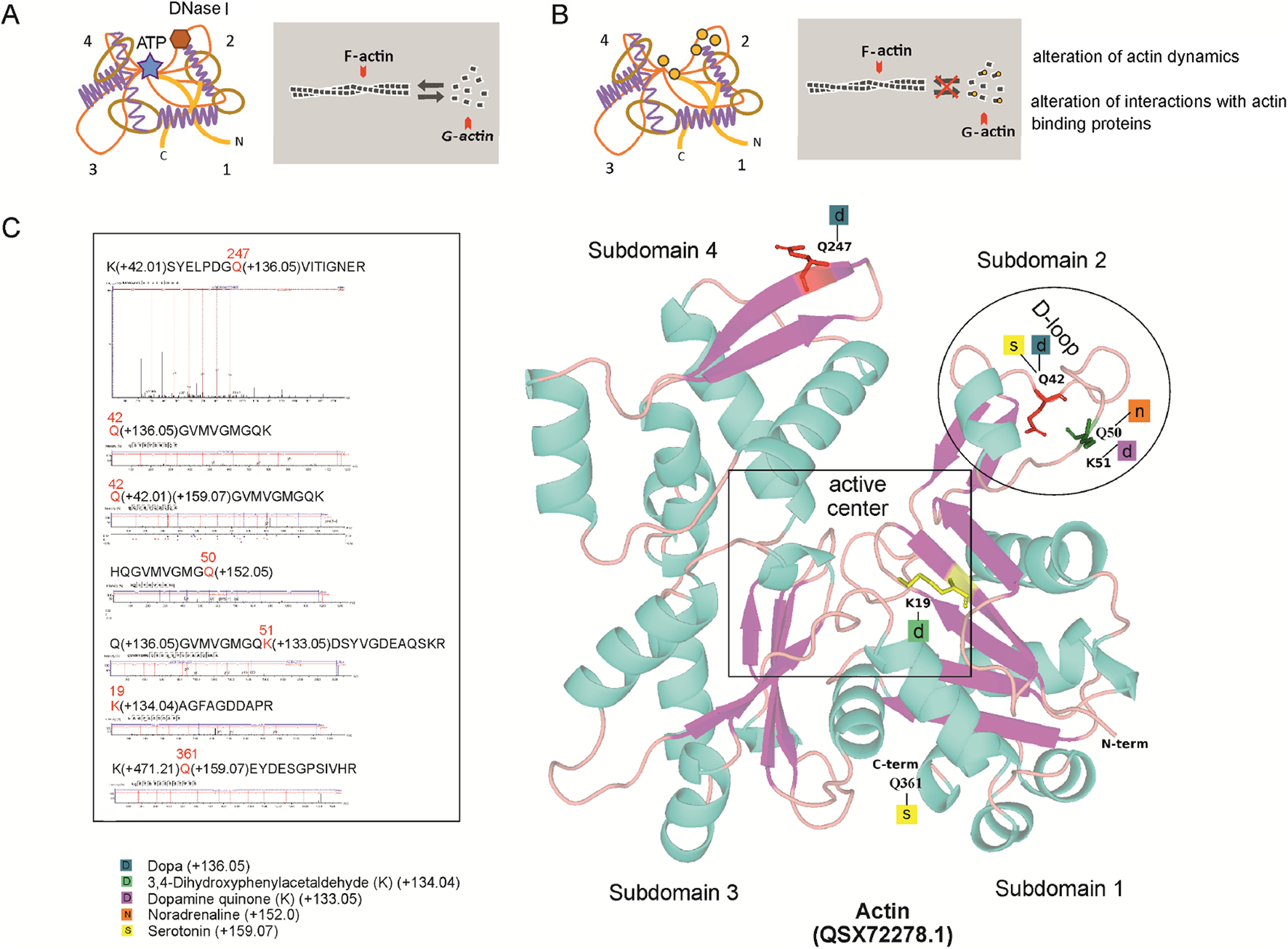 Diagram of actin structure and dynamics. Panel A shows 3D structure of actin with ATP and DNase I and transitions between F-actin and G-actin. Panel B describes alterations in actin dynamics and interactions. Panel C presents a 3D structure of actin with highlighted subdomains, D-loop and an active center. Peptide sequences and chemical modifications like Dopa, Noradrenaline and Serotonin are annotated within mass spectrometry results.