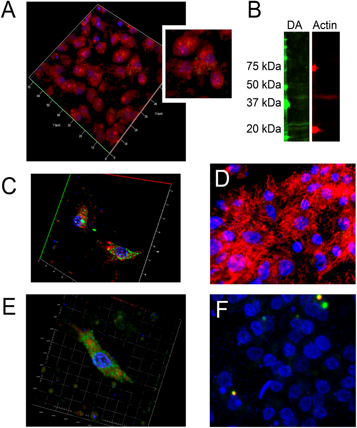 Panel A shows a 3D view of cells stained with red, green, and blue fluorescent dyes. Panel B presents a protein gel with molecular weight ladder bands at 75, 50, 37, and 20 kDa, with dopamine band labeled in green and actin labeled in red. Panel C displays another 3D visualization of cells stained in red and green. Panel D highlights cells with prominent red and blue staining, emphasizing nuclei. Panel E illustrates a single cell in 3D with red, green, and blue fluorescence signals. Panel F shows cells predominantly stained within blue nuclei, with small yellow-green puncta.