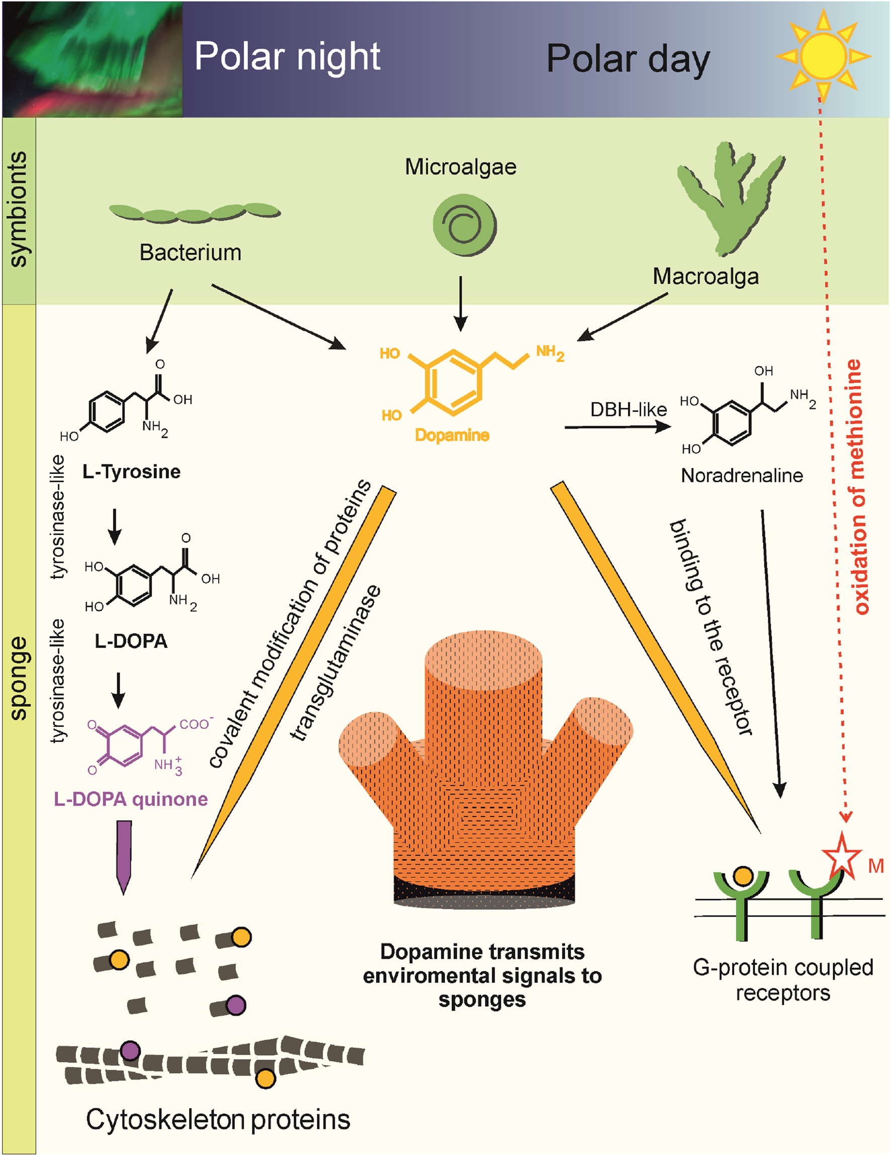 Illustration depicting the role of dopamine in transmitting environmental signals to sponges during polar night and day. Symbionts like bacterium, microalgae, and macroalgae contribute to dopamine and noradrenaline production. Dopamine can interact with a G-protein coupled receptors or modify cytoskeletal proteins, without the involvement of enzymes or with the help of transglutaminase. Polar day is represented with a sun, and polar night with an aurora image.