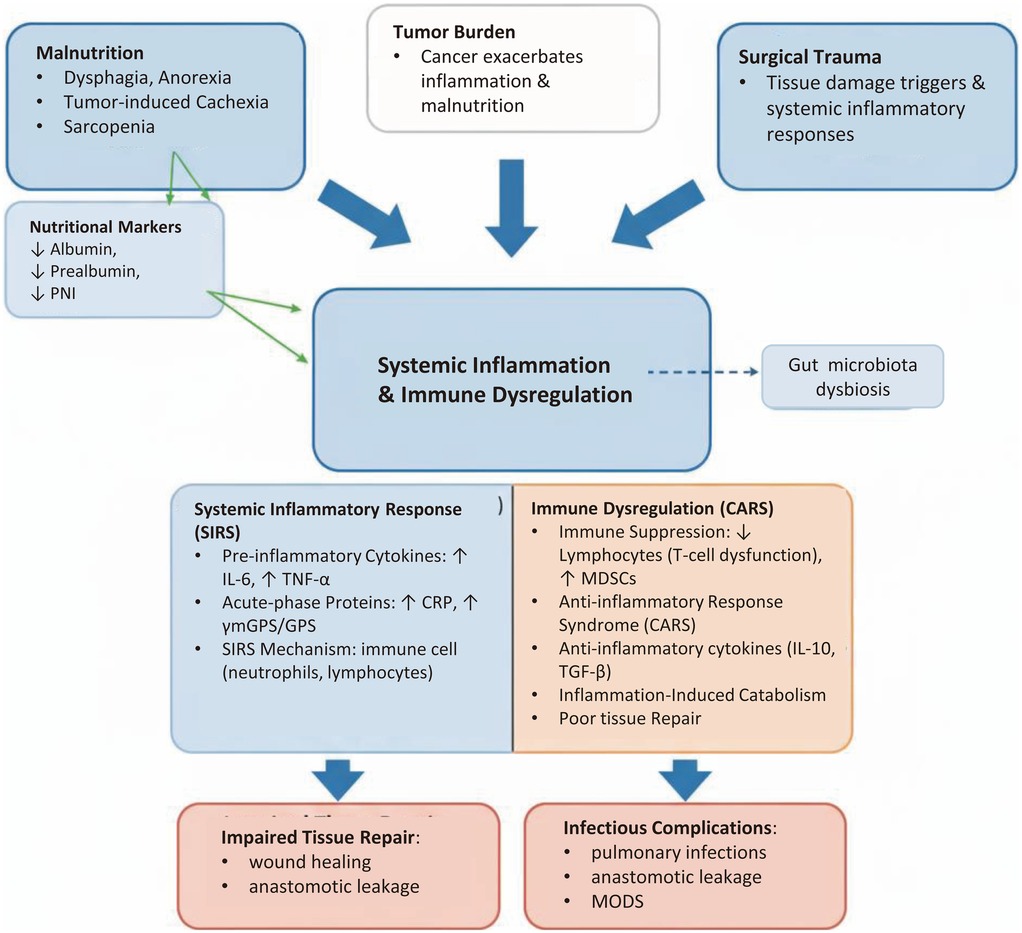 Flowchart illustrating systemic inflammation and immune dysregulation causes and effects. Causes include malnutrition, tumor burden, and surgical trauma, leading to systemic inflammatory response (SIRS) and immune dysregulation (CARS). This results in impaired tissue repair and infectious complications. Gut microbiota dysbiosis is also indicated.