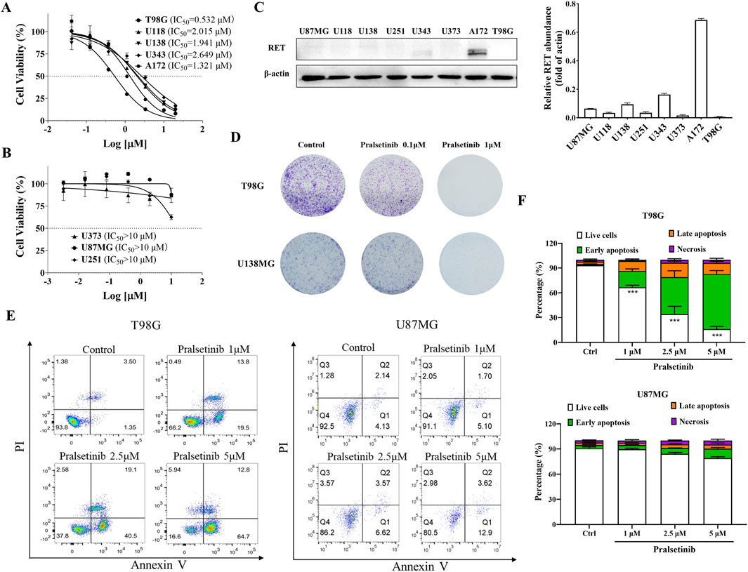 Graphs and analysis depict the effects of pralsetinib on various cell lines. Charts A and B show cell viability against log drug concentration for different cell lines, with varying IC50 values. Image C displays a Western blot and bar graph indicating RET protein abundance in cell lines. Image D presents stained cell cultures under different pralsetinib concentrations. Image E provides flow cytometry plots for T98G and U87MG cells treated with pralsetinib, showing apoptosis levels. Chart F illustrates the percentage of live cells, early/late apoptosis, and necrosis across different pralsetinib concentrations.