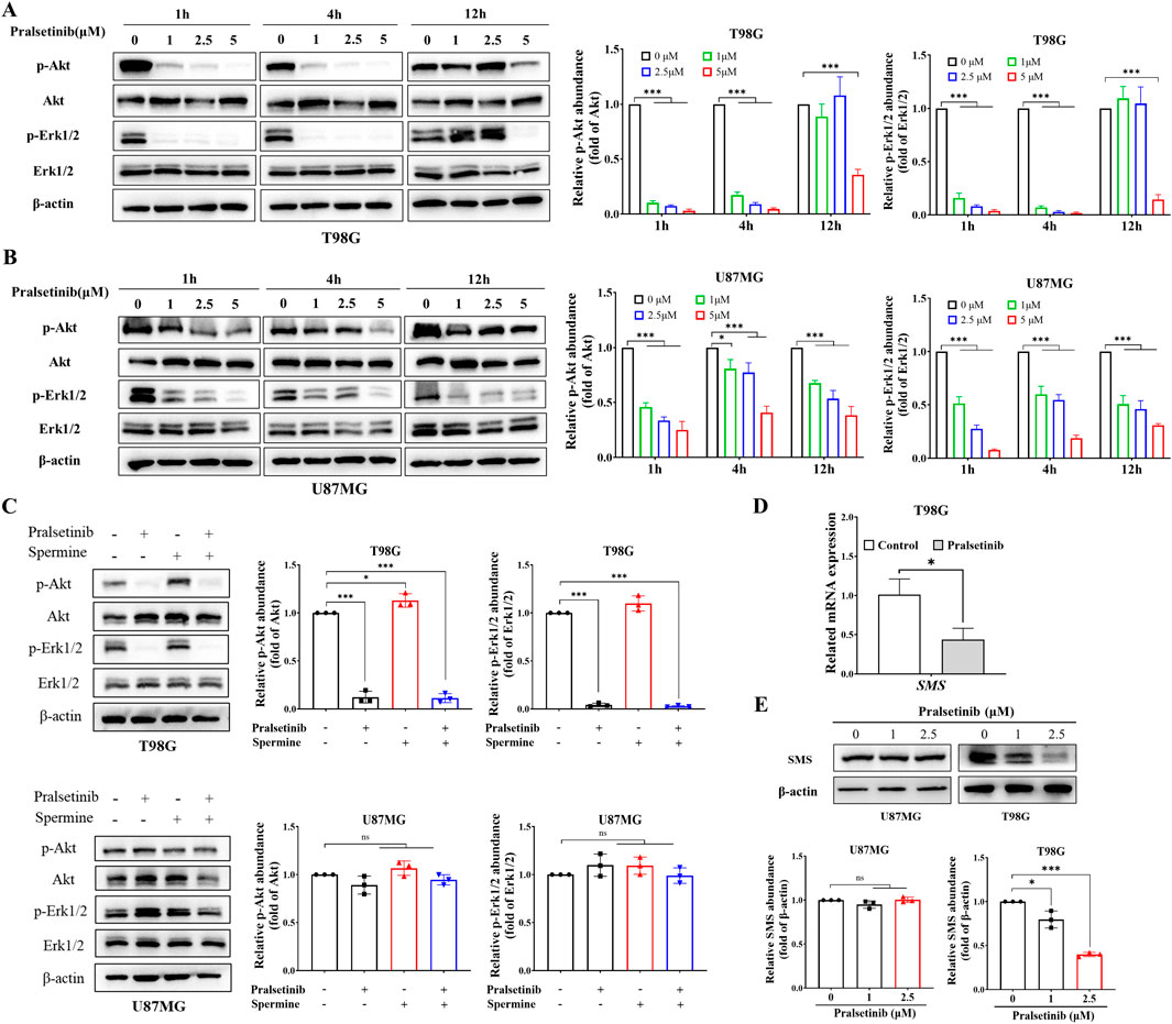Immunoblot analysis panel displaying the effects of Pralsetinib on T98G and U87MG cell lines. Sections A and B show protein expressions of p-Akt, Akt, p-Erk1/2, Erk1/2, and β-actin at different time points and Pralsetinib concentrations, with corresponding bar graphs for quantification. Section C compares p-Akt and p-Erk1/2 levels with and without spermine and Pralsetinib, shown through Western blots and bar graphs for both cell lines. Section D presents a bar graph of SMS mRNA expression in T98G cells. Section E includes SMS and β-actin blots for U87MG and T98G with quantification graphs.