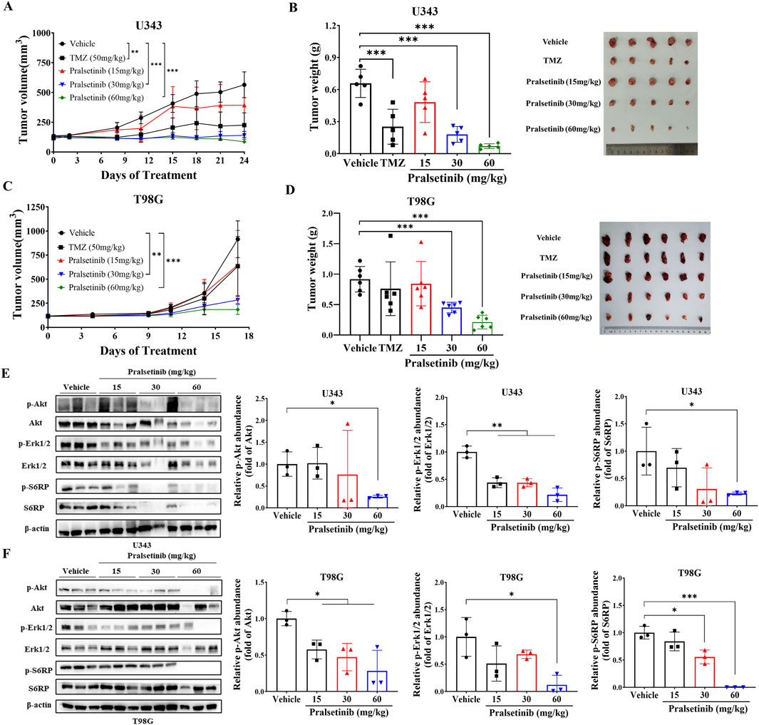 Graphs and charts showing the effects of various treatments on tumor volume and weight in U343 and T98G cell lines. Panels A and C display line graphs of tumor volume over days of treatment with different labels. Panels B and D present bar graphs of tumor weight alongside images of excised tumors. Panels E and F feature Western blot analyses for p-Akt, p-Erk1/2, and p-S6RP levels with corresponding bar graphs showing relative abundance under different pralsetinib dosages. Significant differences are marked with asterisks.