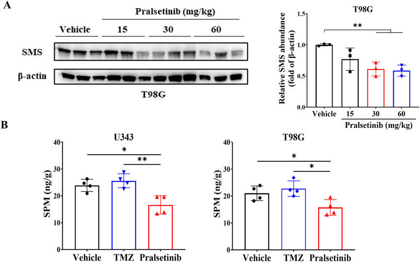 (A) Western blot analysis shows SMS protein levels in T98G cells treated with different doses of pralsetinib. Graph depicts relative SMS abundance normalized to β-actin, showing reduced levels with higher pralsetinib concentrations. (B) Bar graphs compare SPM levels in U343 and T98G cells treated with vehicle, TMZ, or pralsetinib. Significant differences are indicated by asterisks.