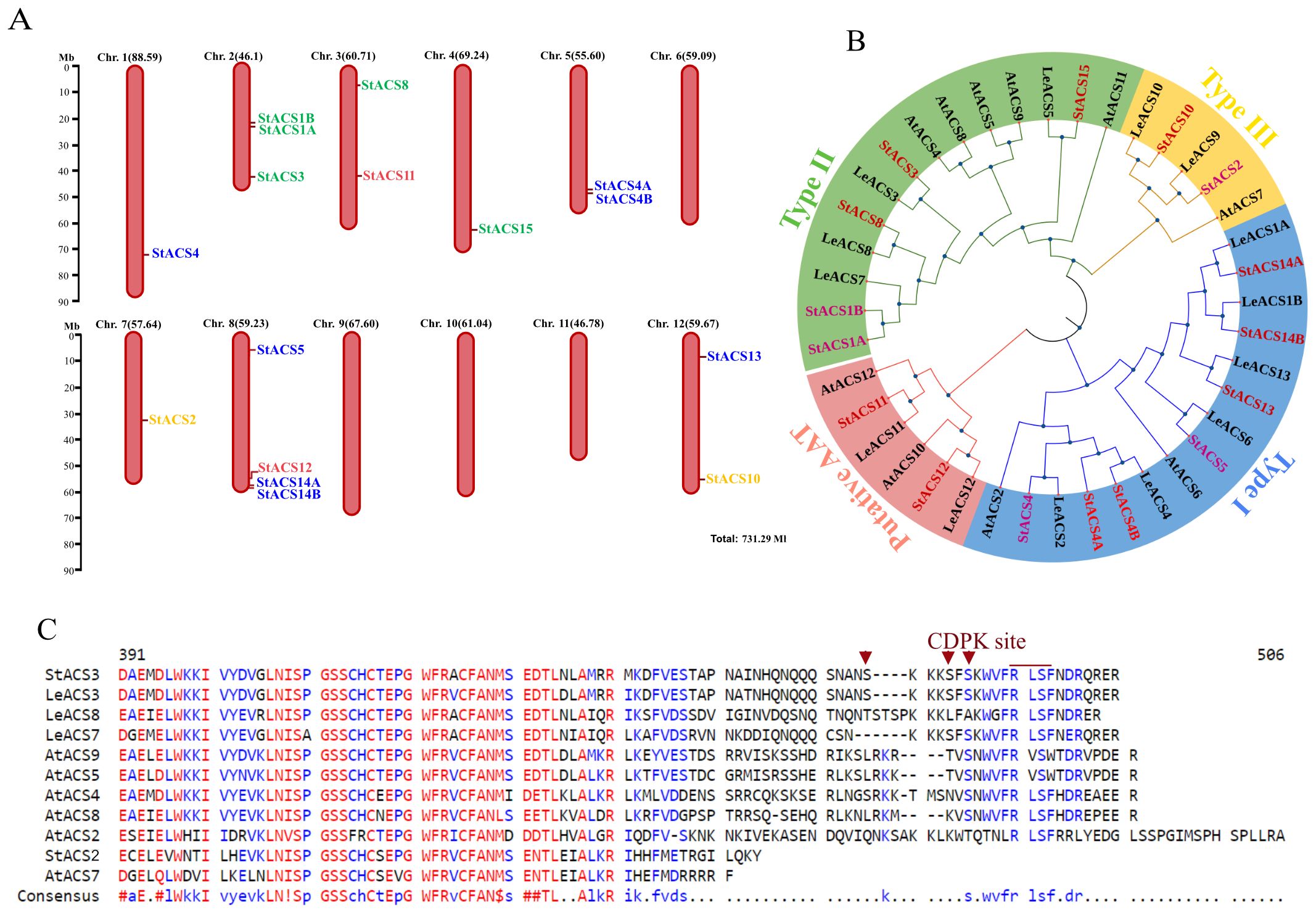 Panel A shows a genetic map with chromosomes labeled with specific gene names, arranged vertically with corresponding positions in megabases. Panel B features a circular phylogenetic tree categorizing genes into four types: Type I, Type II, Type III, and an additional aminoacyl transferase type. Panel C provides a sequence alignment of selected proteins, highlighting conserved regions and a marked CDPK site.