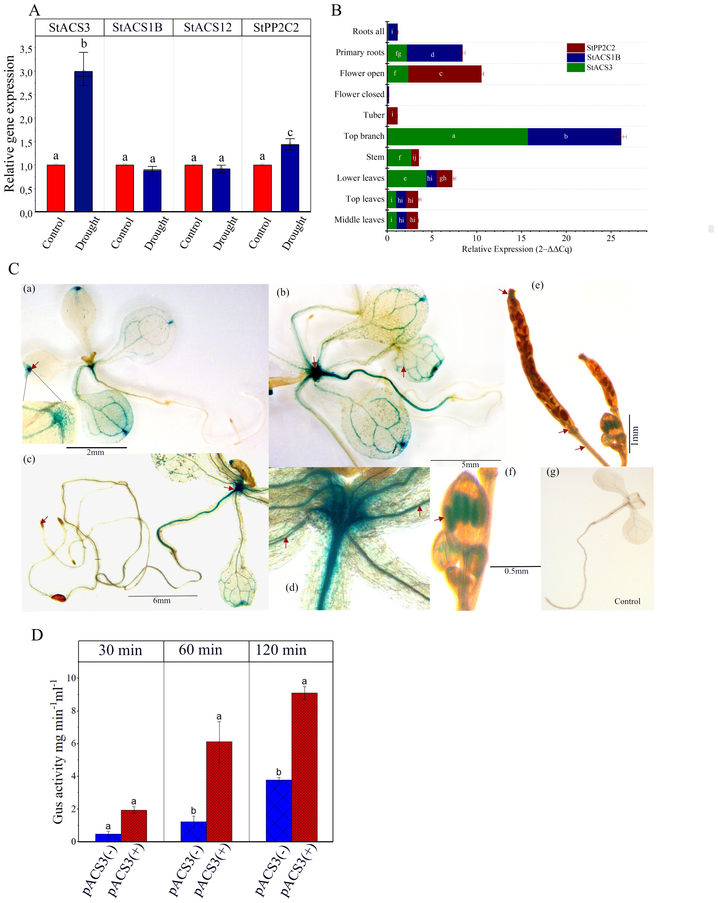 Panel A shows a bar graph comparing relative gene expression in control versus drought conditions across four genes, with StACS3 showing significant expression under drought. Panel B depicts a stacked bar chart illustrating relative expression of three genes in different plant parts, highlighting variations across tissues. Panel C consists of microscopic images illustrating StACS3 promoter driven GUS-expression in different plant structures under drought-analog PEG treatment. Panel D presents a bar graph of GUS activity over time between genotypes PACS3(-) and PACS3(+), showing higher activity in PACS3(+) as time progresses.
