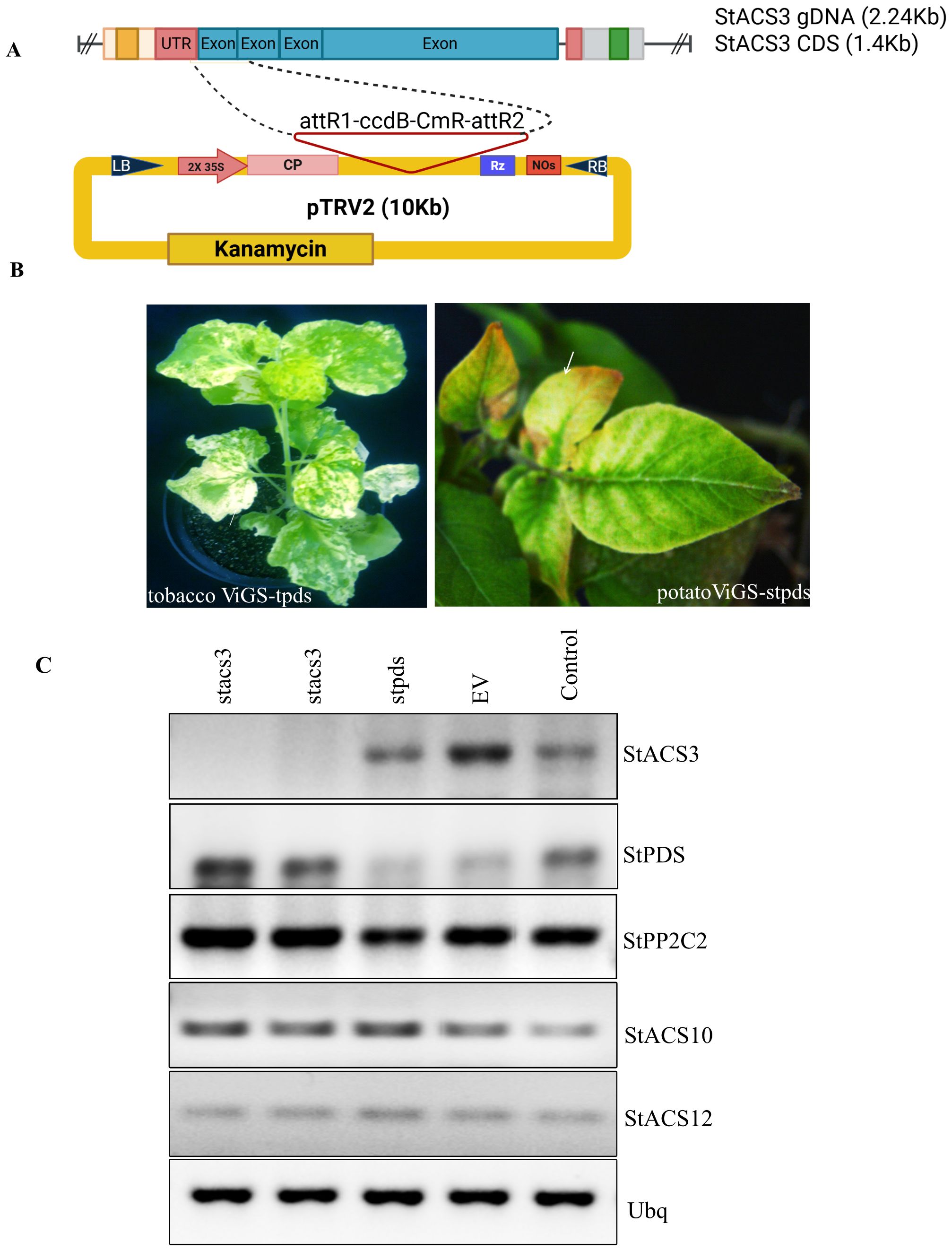 (A) Schematic representation of the StACS3 gene structure showing exons and introns, and the TRV2 vector map indicating the cloned StACS3 fragment used for virus-induced gene silencing (ViGS). (B) N. benthamiana (left) and S. tuberosum cv. Desiree (right) leaves showing silencing efficiency, with white photobleached areas on green leaves indicating successful StPDS silencing. (C) Semi-quantitative RT-PCR analysis showing distinct black bands confirming that StACS3 and StPDS are specifically silenced, while other genes (StPP2C2, StACS10, and StACS12) remain unaffected.