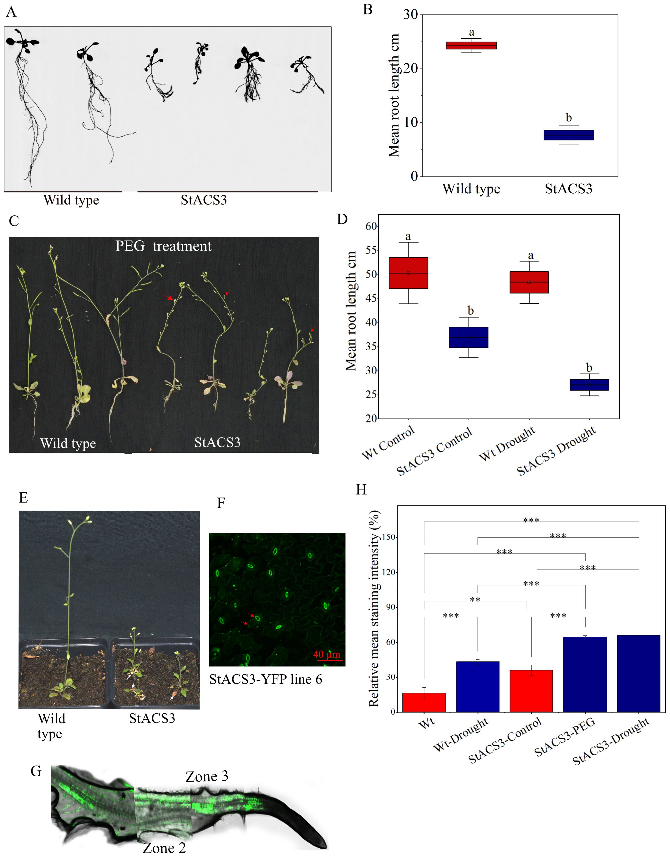 Composite image with several panels:  A. Comparison of wild type and StACS3 plant roots, showing StACS3 with shorter roots.  B. Bar graph depicting mean root lengths; wild type plants have longer roots than StACS3.  C. Image of plants after PEG treatment; wild type plants appear healthier than StACS3.  D. Box plot showing mean root lengths under various conditions, with wild type outperforming StACS3.  E. Side-by-side comparison of wild type and StACS3 plants, showing larger growth in wild type.  F. Fluorescent image of StACS3-YFP line 6, highlighting the protein presence in stomata structures.  G. Root section marked with Zones 2 and 3, indicating StACS3 protein presence in these sections.  H. Bar graph illustrating relative mean staining intensity with annotations of significant differences.