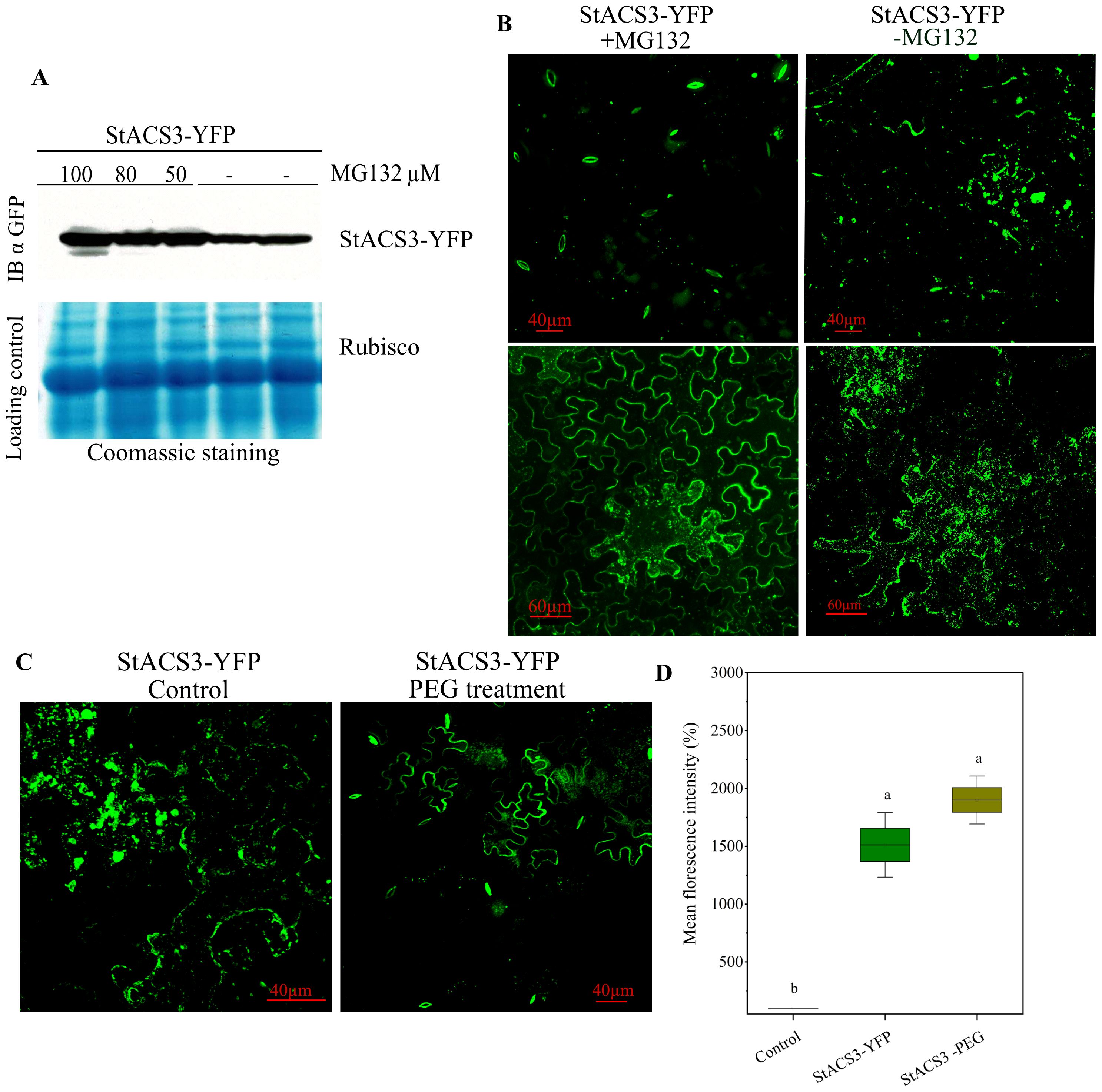 Western blot and Coomassie staining (A) show StACS3-YFP expression under varying MG132 treatments, with Rubisco used as a loading control. Confocal microscopy (B, C) illustrates fluorescence patterns under MG132 and PEG treatments. The box plot (D) shows a significant increase in fluorescence intensity in treated samples compared with the control, although no significant overall difference is shown between treated and untreated plants.