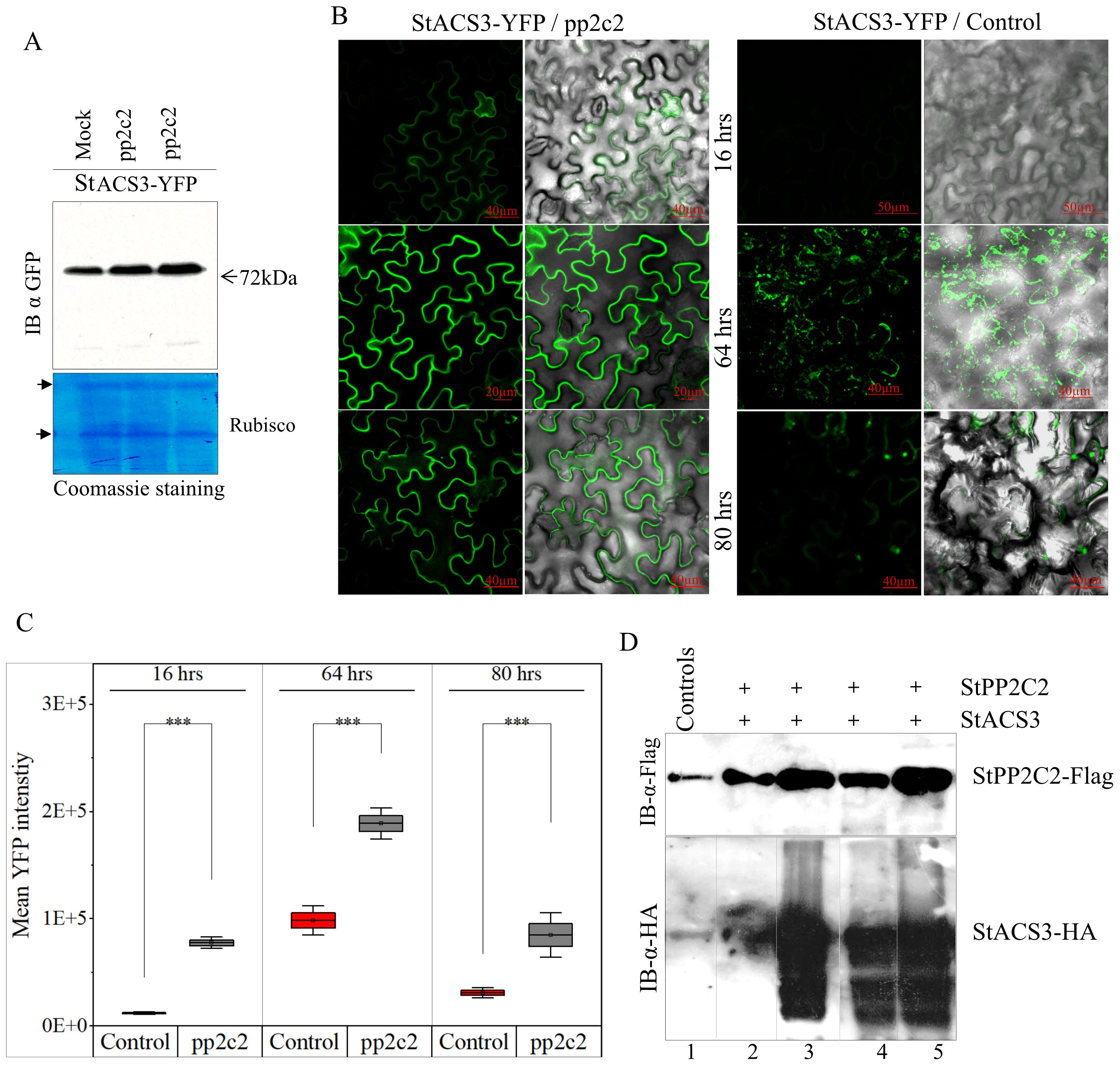 Composite image with four panels depicting biochemical and microscopy analyses of StACS3 regulation by StPP2C2. (A) Western blot analysis of StACS3-YFP protein levels in control (Mock) and StPP2C2-silenced (pp2c2) plants. Rubisco stained with Coomassie blue serves as the loading control. (B) Fluorescence microscopy images comparing StACS3-YFP intensity and localization between control and pp2c2-silenced plants at 16, 64, and 80 hours post-infiltration. (C) Box plot quantifying the mean YFP fluorescence intensity over time, showing significant differences between control and pp2c2-silenced plants. (D) Western blot analysis of protein degradation. The upper panel detects StPP2C2 with an anti-Flag antibody, and the lower panel detects StACS3 with an anti-HA antibody, demonstrating dose-dependent degradation of StACS3 when co-expressed with StPP2C2.