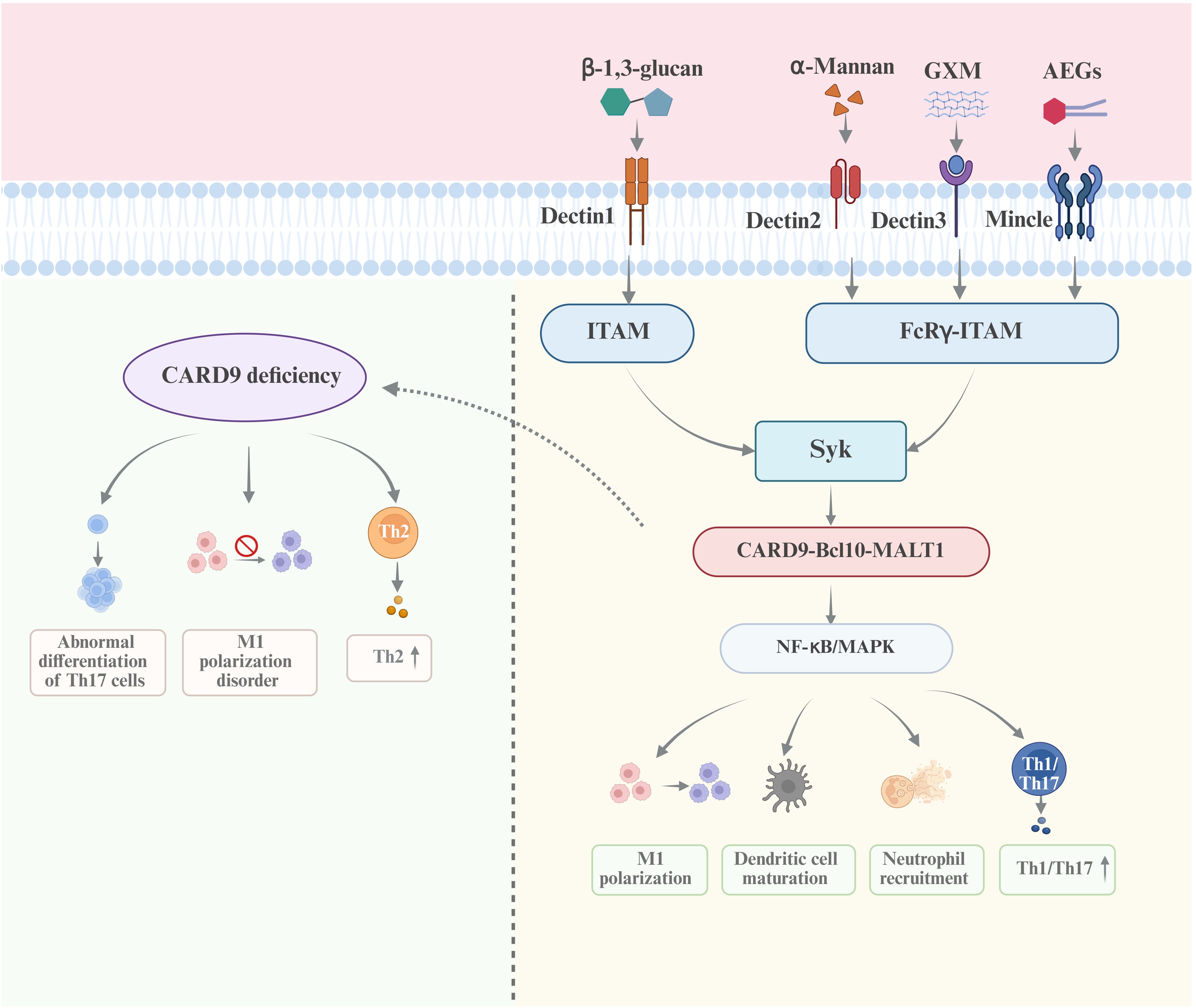 Diagram illustrating the signaling pathway involving C-type lectin receptors and CARD9. It shows receptors Dectin1, Dectin2, Dectin3, and Mincle interacting with various ligands, leading to ITAM or FcRγ-ITAM signaling. Syk activation triggers CARD9-Bcl10-MALT1 complex formation and NF-κB/MAPK pathways, resulting in immune responses like M1 polarization, dendritic cell maturation, and neutrophil recruitment. CARD9 deficiency causes issues such as abnormal Th17 differentiation, M1 polarization disorder, and increased Th2 response.