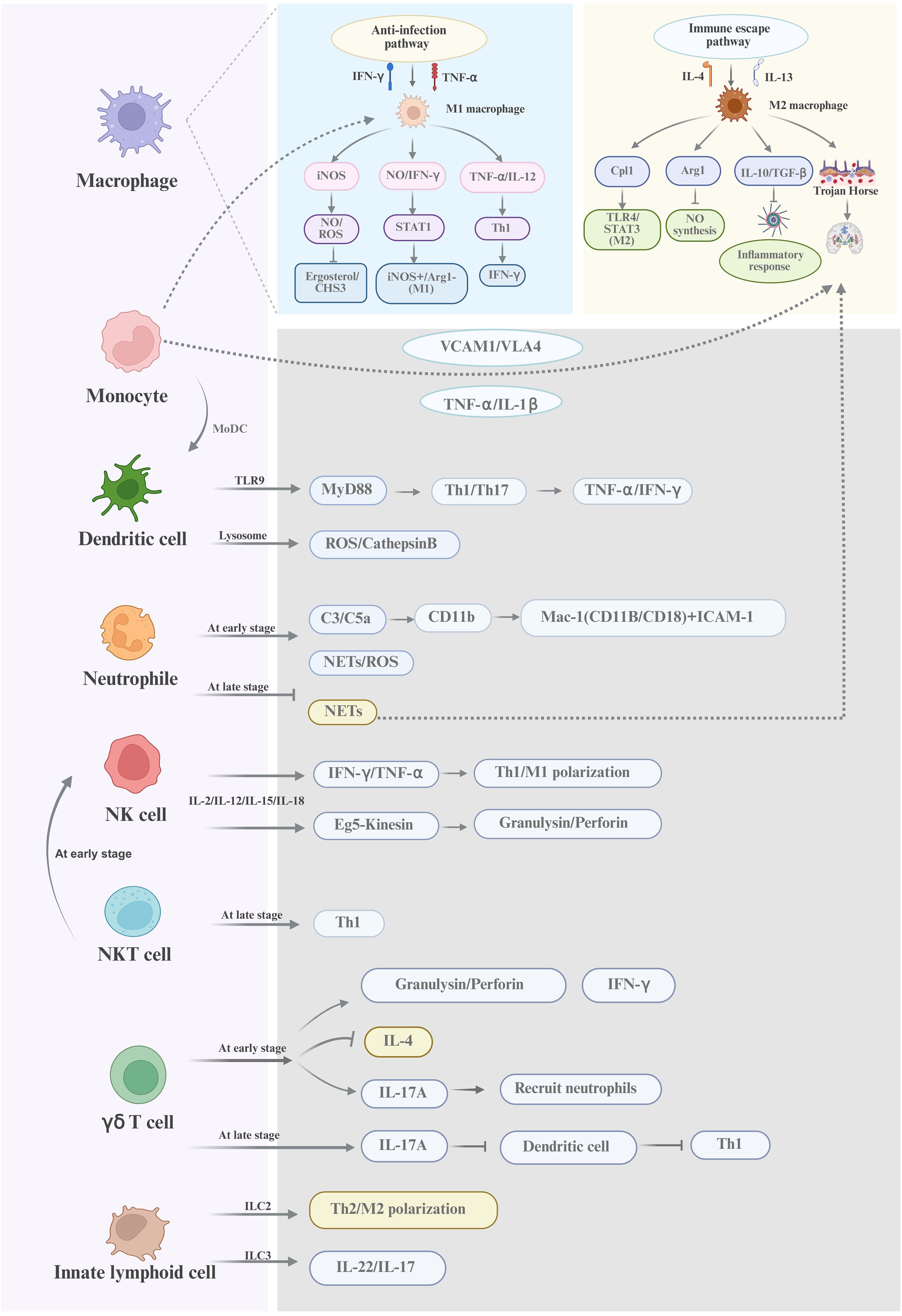 Flowchart illustrating immune pathways involving various cells. Macrophages differentiate into M1 or M2 macrophages through anti-infection and immune escape pathways respectively. Monocytes, dendritic cells, neutrophils, NK cells, NKT cells, γδ T cells, and innate lymphoid cells are involved in these processes. Key components include IFN-γ, TNF-α, IL-4, IL-13, and associated factors and pathways like iNOS, Th1, and NETs. The chart emphasizes interactions, signaling, and responses in the immune system.
