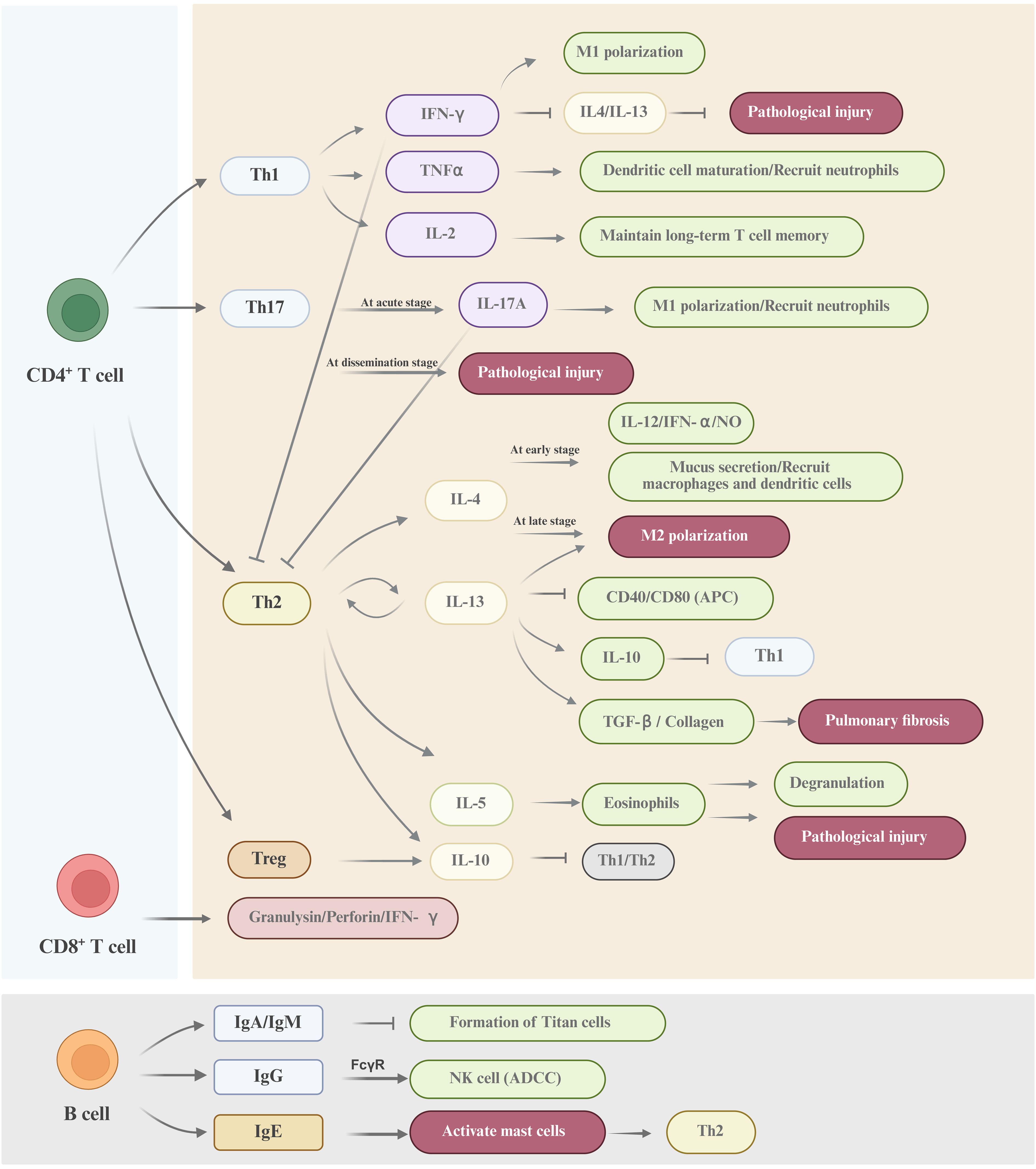 Diagram showing pathways and interactions of immune cells: CD4+ T cells differentiate into Th1, Th2, Th17, and Treg cells, influencing processes like M1/M2 polarization, pathological injury, and cell recruitment. CD8+ T cells and B cells have roles in immune response modulation, including mast cell activation and Titan cell formation. Various cytokines and interactions are depicted, highlighting complex immune responses.