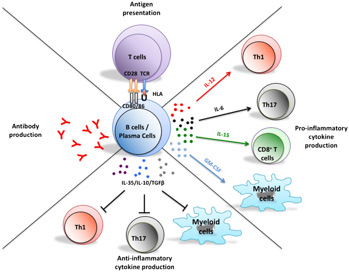 Frontiers | Cytokine-Defined B Cell Responses as Therapeutic Targets in ...