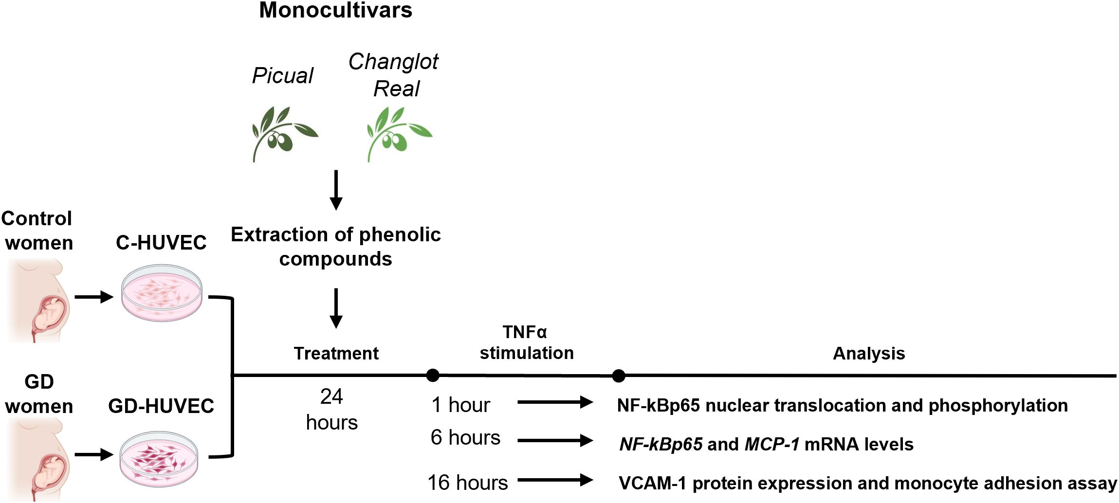 Flowchart depicting research on phenolic compounds from Picual and Changlot Real monocultivars. Control and GD women's cells (C-HUVEC and GD-HUVEC) are treated for 24 hours, followed by TNFα stimulation for 1, 6, and 16 hours. Analyses include NF-kBp65 nuclear translocation, phosphorylation, and mRNA levels, along with VCAM-1 protein expression and monocyte adhesion assays.