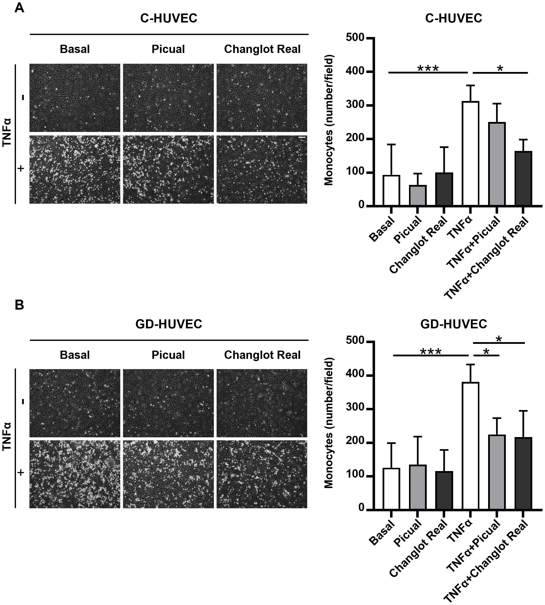 Microscopy images and bar charts show the effect of TNFα on monocyte adhesion in C-HUVEC and GD-HUVEC cells. In both panels A and B, “Basal,” “Picual,” and “Changlot Real” conditions are compared with and without TNFα. The bar charts illustrate monocyte counts per field, with significant differences marked by asterisks. Panel A focuses on C-HUVEC, while Panel B focuses on GD-HUVEC, demonstrating similar patterns of increased monocyte adhesion with TNFα.