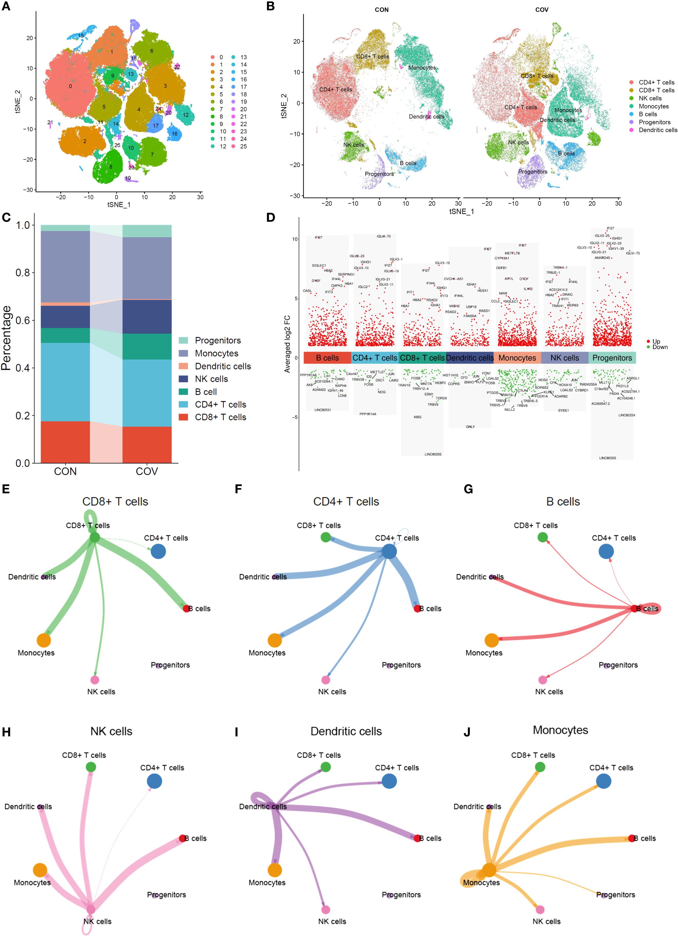 Panels illustrate various analyses of cell populations. (A) t-SNE plot displaying distinct cell clusters labeled from 0 to 25. (B) Two t-SNE plots comparing control (Con) and COVID-19 (COV) samples, highlighting CD4+, CD8+ T cells, NK cells, monocytes, dendritic cells, B cells, and progenitors. (C) Stacked bar chart showing the percentage distribution of cell types between Con and COV. (D) Dot plot of gene expression changes across cell types, indicating upregulated (red) and downregulated (green) genes. (E-J) Network diagrams illustrating interactions among various cell types such as CD8+ T cells, CD4+ T cells, B cells, NK cells, dendritic cells, and monocytes.