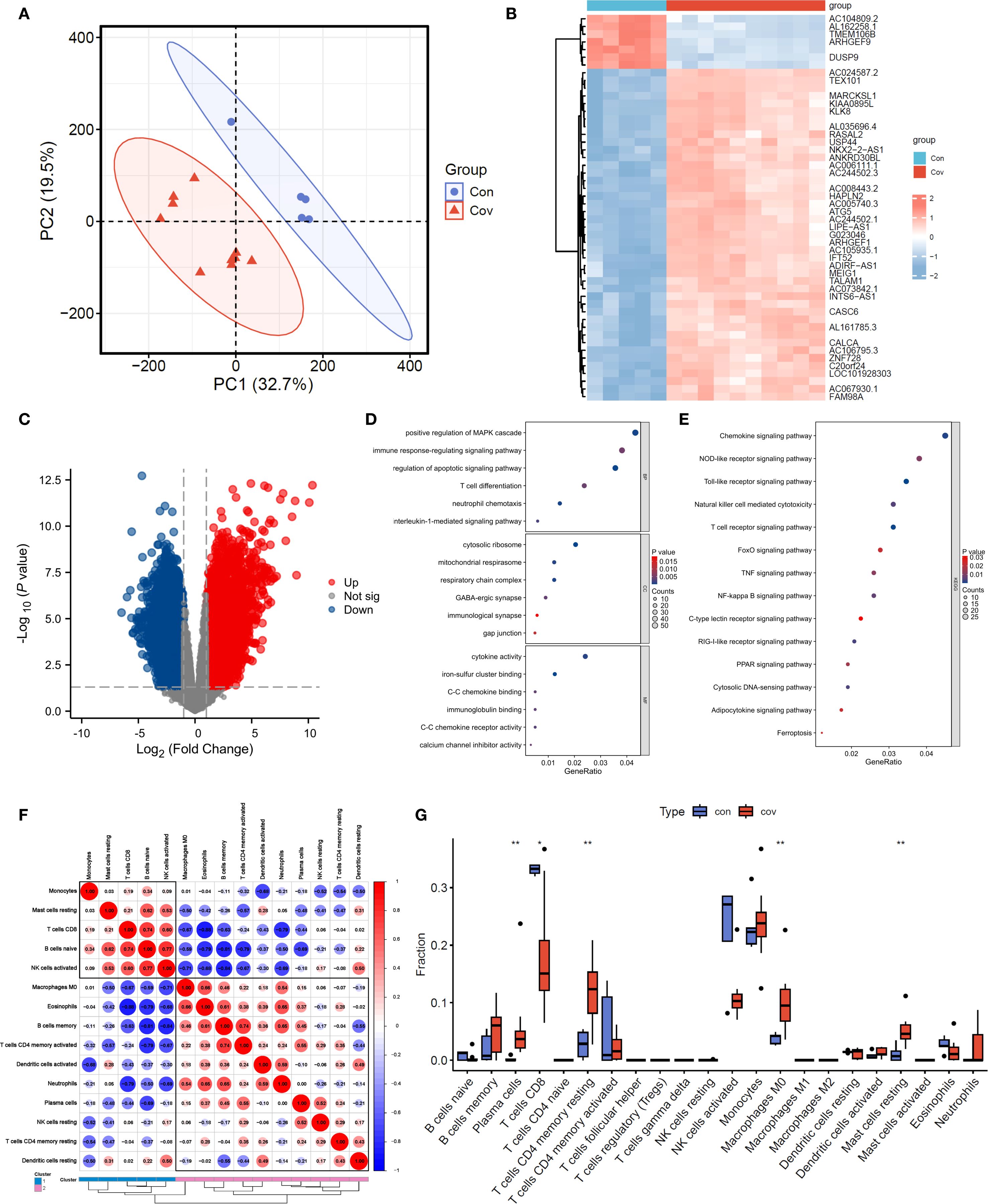 Composite of six data visualizations related to genomic analysis. A: PCA plot showing two groups, Con and Cov, with different distributions. B: Heatmap indicating gene expression differences across groups. C: Volcano plot illustrating gene expression changes, highlighting upregulated and downregulated genes. D and E: Dot plots of enriched pathways with gene ratios and p-values. F: Correlation matrix of immune cell interactions with color-coded significance. G: Box plots comparing immune cell fractions between Con and Cov groups, noting significant differences.
