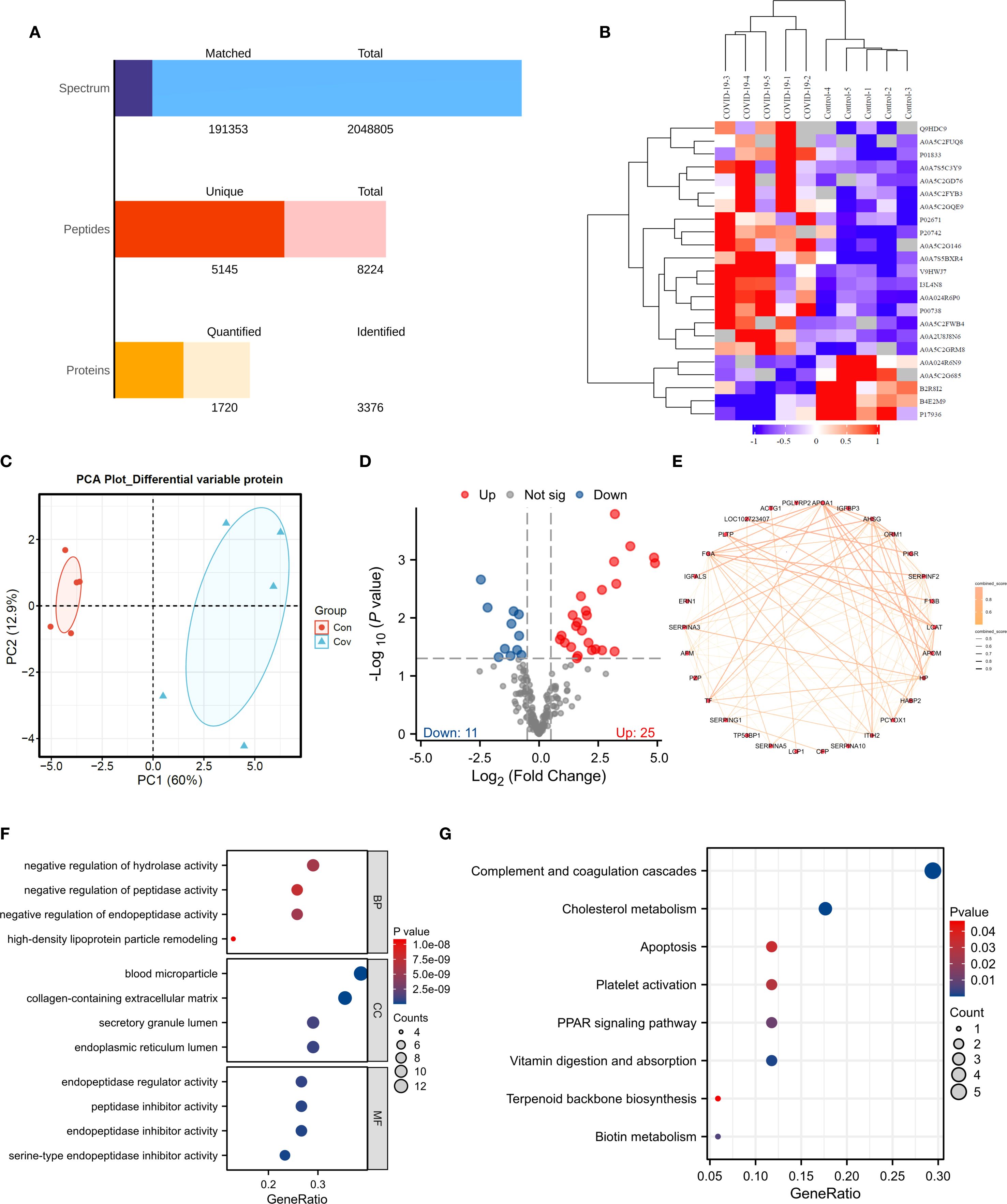 A grid of seven images displays various bioinformatics analyses.   A: Bar charts showing data on spectrum, peptides, and proteins, comparing matched against total numbers.  B: Heatmap with hierarchical clustering, illustrating protein expression levels with colors ranging from red to blue.  C: Principal Component Analysis (PCA) plot showing two groups, Con and Cov, with their distribution on PC1 and PC2 axes.  D: Volcano plot depicting protein changes, with points colored for upregulated, non-significant, and downregulated proteins.  E: Network diagram showing protein interactions with connections highlighted in orange.  F: Dot plot of gene ontology terms, showing gene ratios with variables such as hydrolase and peptidase activities.  G: Dot plot illustrating pathways like metabolism and apoptosis with gene ratios, count, and p-values indicated.