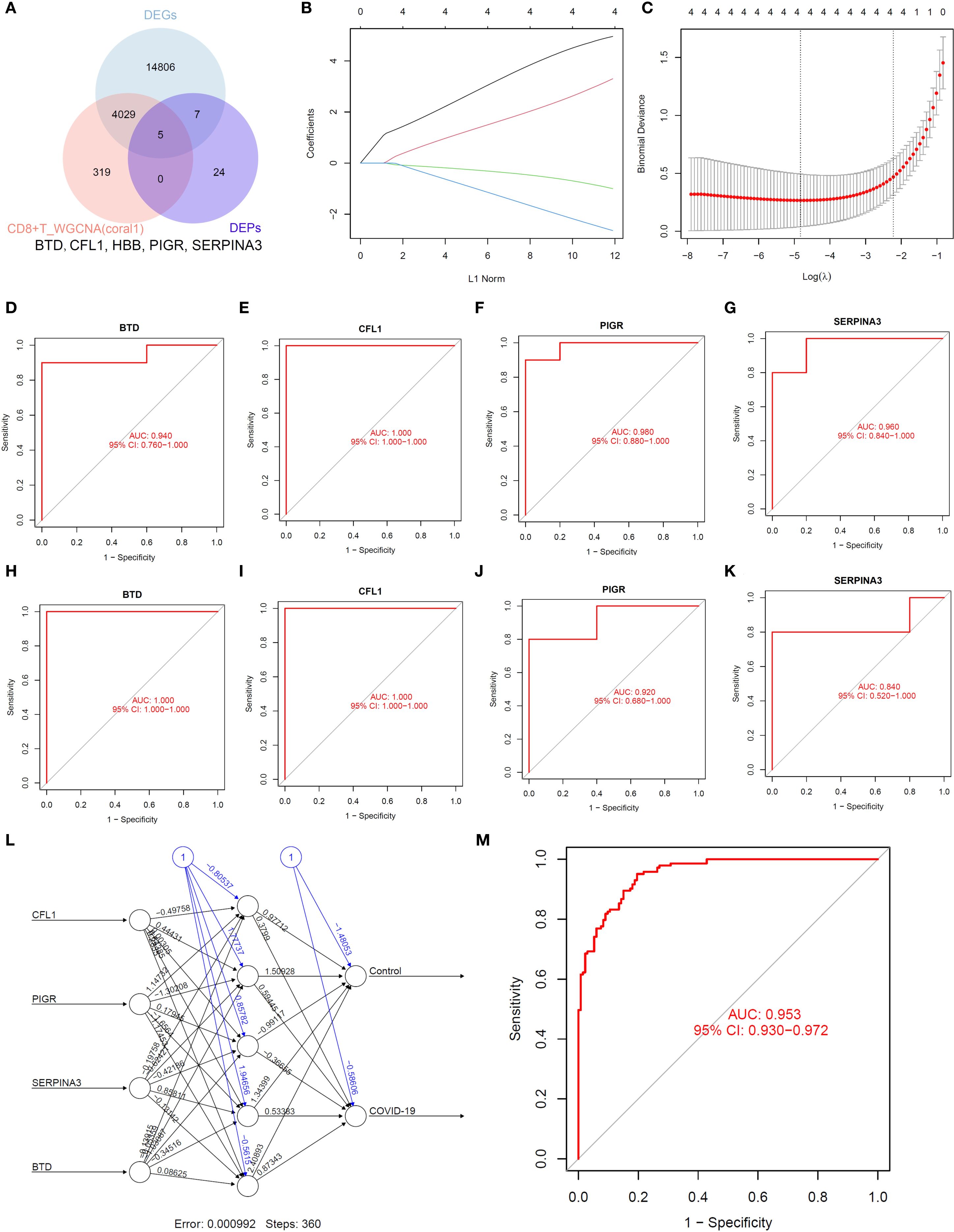 Venn diagram (A) shows overlapping genes between DEGs, DEPs, and CD8+ T cells. Line graph (B) illustrates coefficient paths for L1 norm. Plot (C) displays binomial deviance versus log(λ). ROC curves (D-K) show sensitivity and specificity for BTD, CFL1, PIGR, and SERPINA3, with AUC values. Network diagram (L) displays connections between genes and COVID-19/control groups. Larger ROC curve (M) indicates sensitivity and specificity, with an AUC of 0.953.