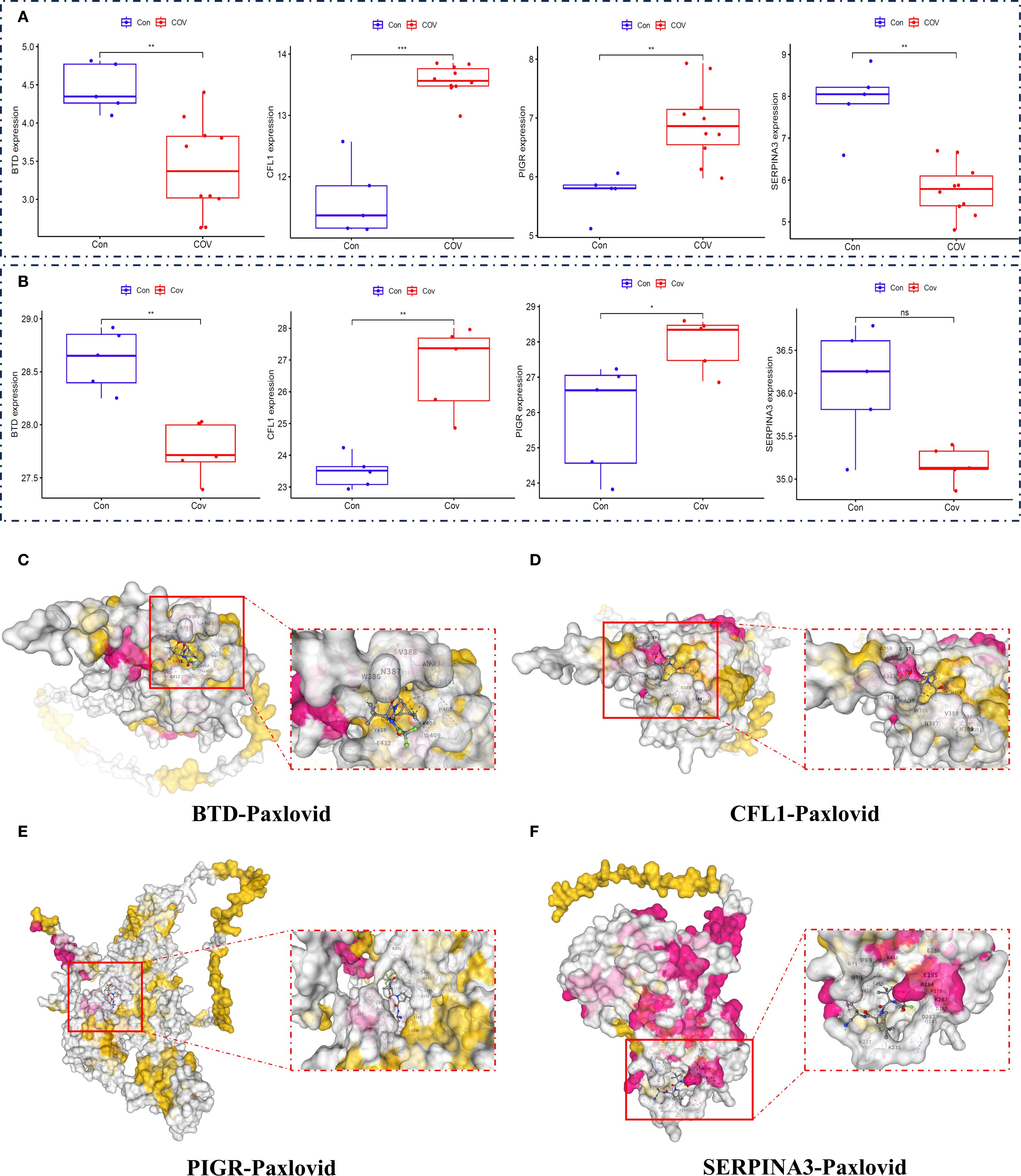 Box plots (A and B) show gene expressions in Con/Cov conditions for BTD, CFL1, PIGR, and SERPINA3. Panels C to F display molecular structures with Paxlovid binding sites highlighted in red boxes for BTD, CFL1, PIGR, and SERPINA3.