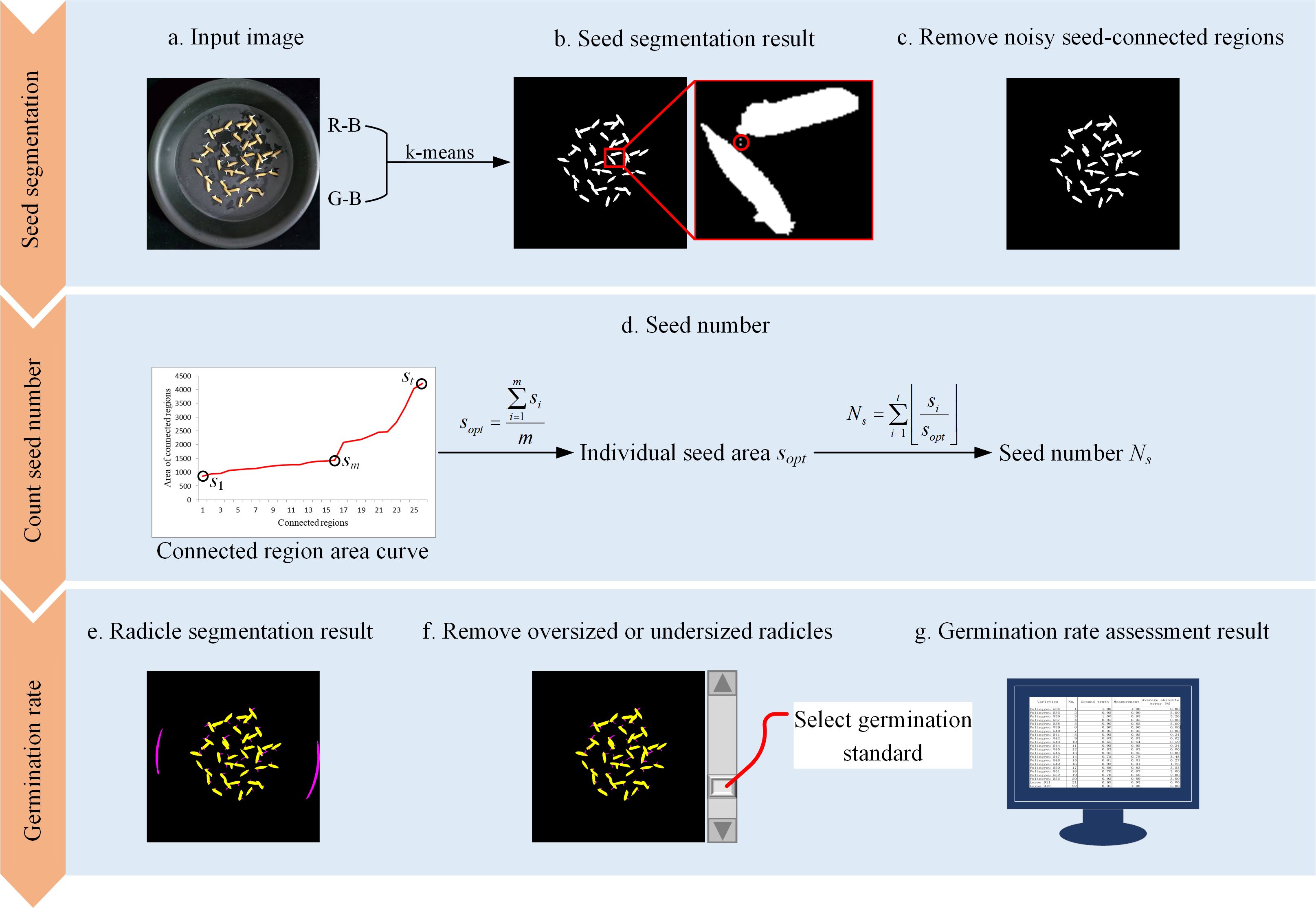 Flowchart depicting a seed germination analysis process. The top section shows seed segmentation: (a) input image, (b) result using k-means, and (c) removal of noisy regions. The middle panel details seed counting, featuring a connected region area curve and calculation of seed number based on individual seed area. The bottom section involves germination rate assessment: (e) radicle segmentation, (f) removal of oversized or undersized radicles, and (g) final germination rate results displayed on a computer screen.