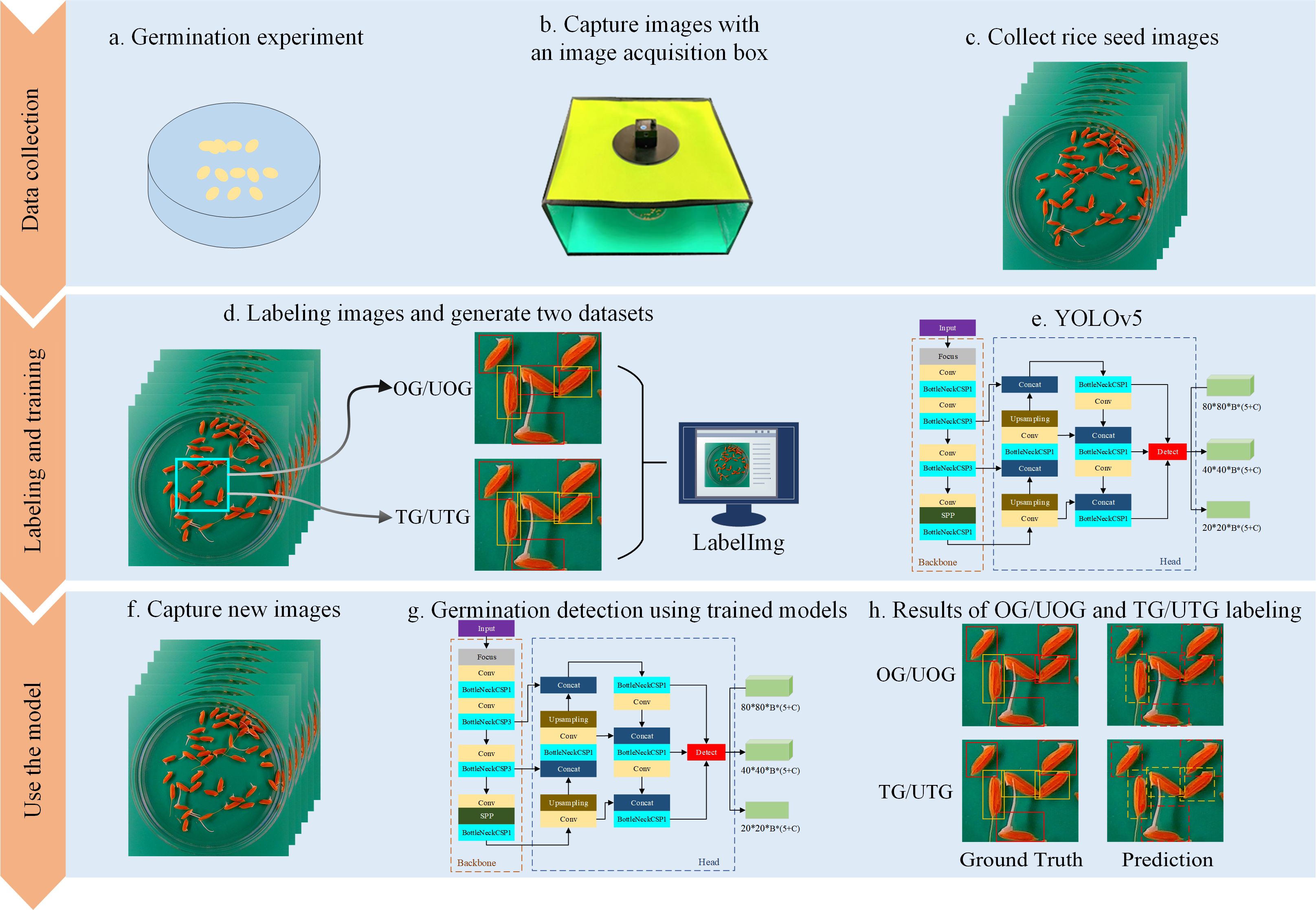 Flowchart illustrating a germination experiment process, divided into three stages: data collection, labeling and training, and model usage. Data collection includes setting up a germination experiment and capturing images with an acquisition box. The middle section involves labeling images to create OG/UOG and TG/UTG datasets, employing YOLOv5 for training. The final part describes capturing new images, using trained models for germination detection, and displaying results with ground truth and prediction comparisons for OG/UOG and TG/UTG labeling.