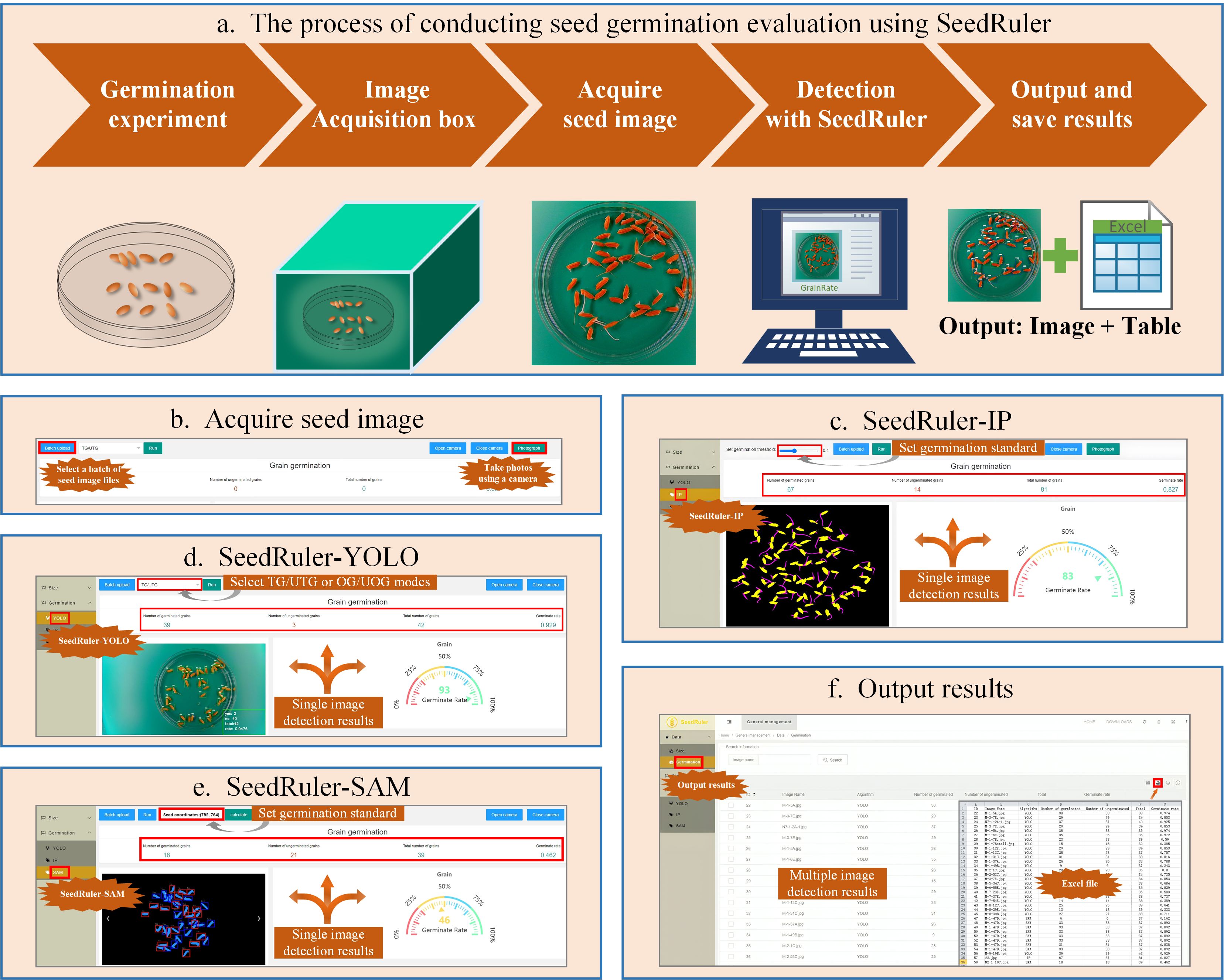 Infographic illustrating the SeedRuler process for seed germination evaluation: a. Overview of steps: Germination experiment, image acquisition, detection, and output results. b. Seed image acquisition interface. c. SeedRuler-IP analysis showing setting standards and detection results. d. SeedRuler-YOLO with detection mode options and results. e. SeedRuler-SAM analysis with germination settings. f. Output results as an Excel file with multiple detection data.