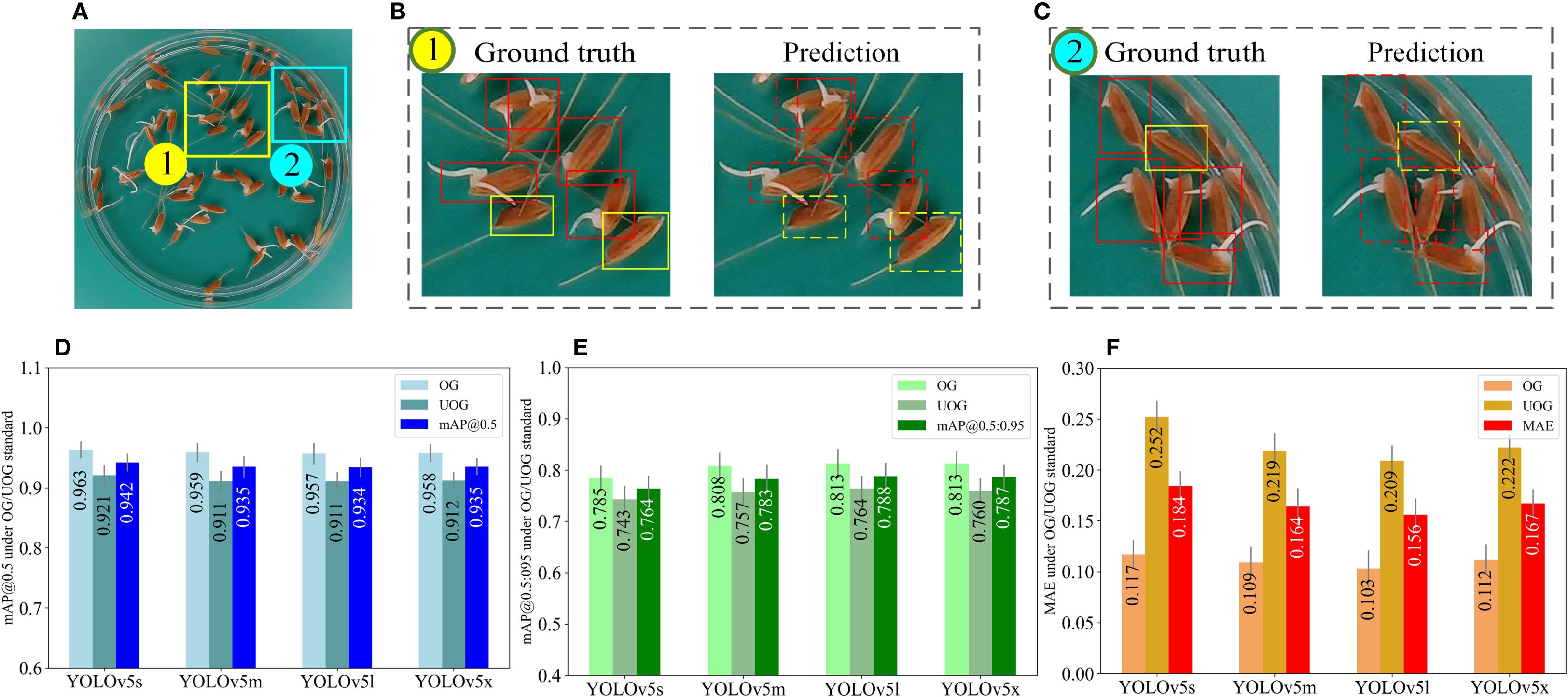 Panel A displays seeds in a petri dish with highlights, labeled 1 and 2. Panels B and C show close-ups of seeds with ground truth and prediction boxes. Charts D, E, and F compare YOLO model performance metrics. Chart D shows mAP@0.5, Chart E mAP@0.5:0.95, and Chart F MAE across different YOLO versions, using OG and UOG standards.