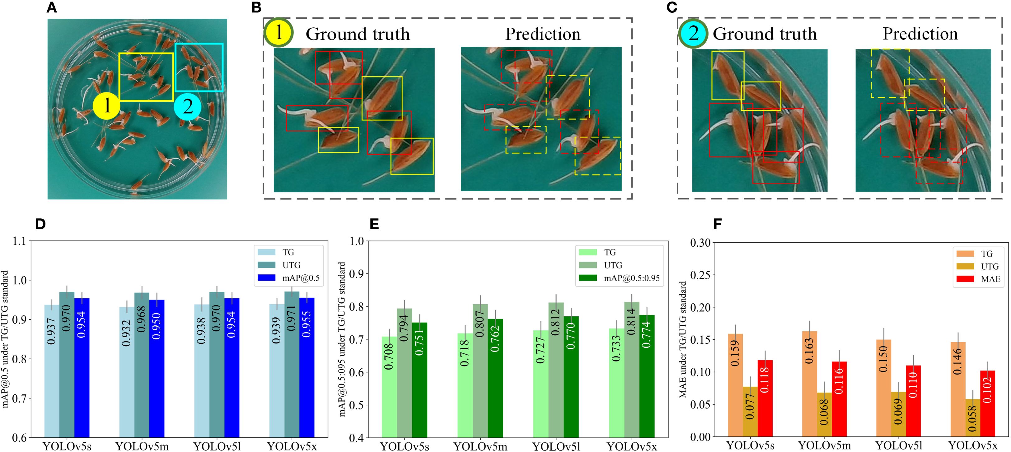 Composite image showcasing seed analysis using YOLO models. Image A shows seeds in a dish with numbered sections, 1 and 2. Images B and C compare ground truth and prediction models for sections 1 and 2, highlighting detection accuracy with colored boxes. Graphs D, E, and F display performance metrics of YOLOv5 models under different standards, showing precision (mAP) and error rates (MAE) in various colors.
