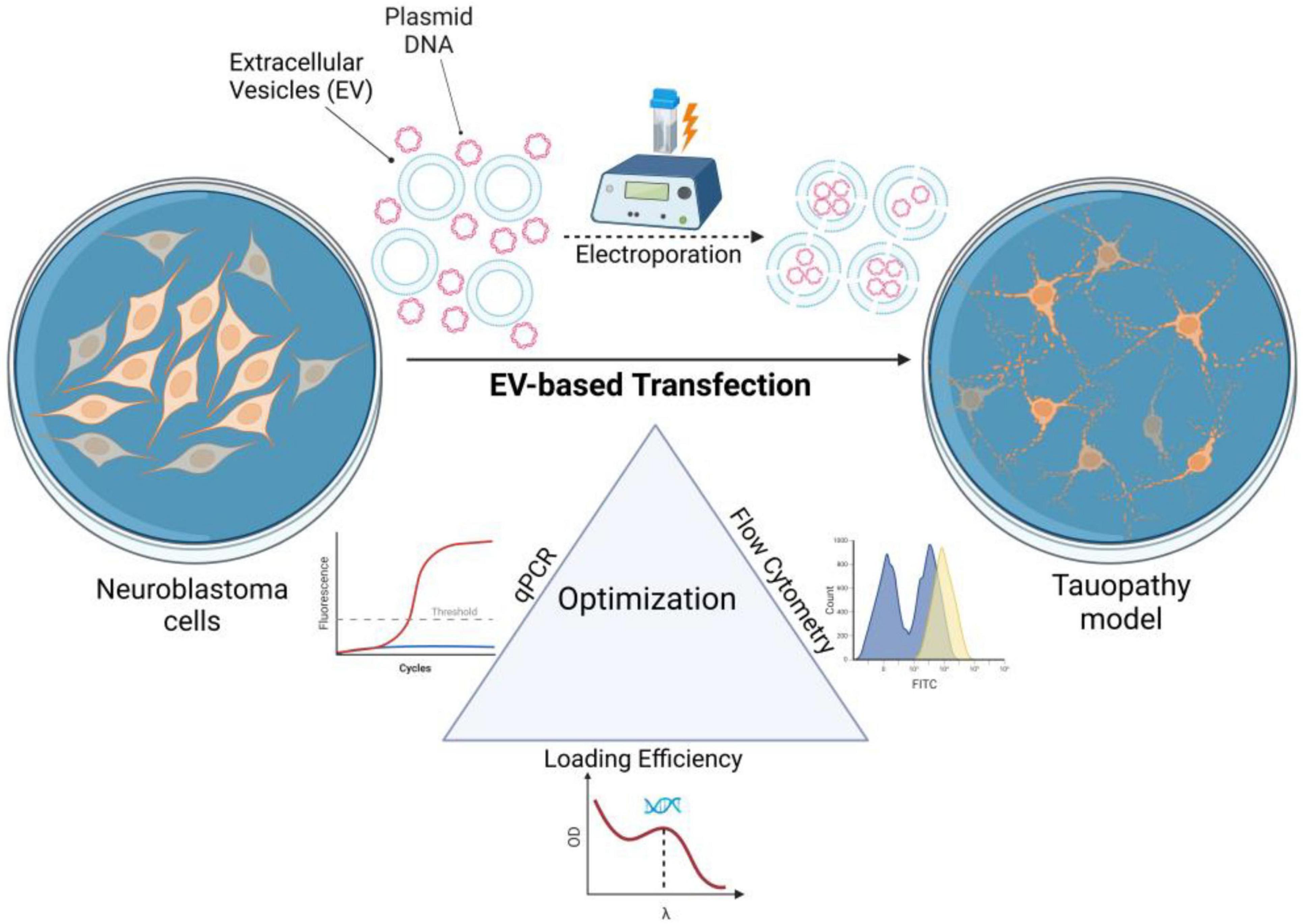 Diagram illustrating an EV-based transfection process. Neuroblastoma cells and extracellular vesicles (EV) with plasmid DNA undergo electroporation. Resulting vesicles are used in a tauopathy model. Optimization involves qPCR, flow cytometry, and loading efficiency measurement with relevant graphs.