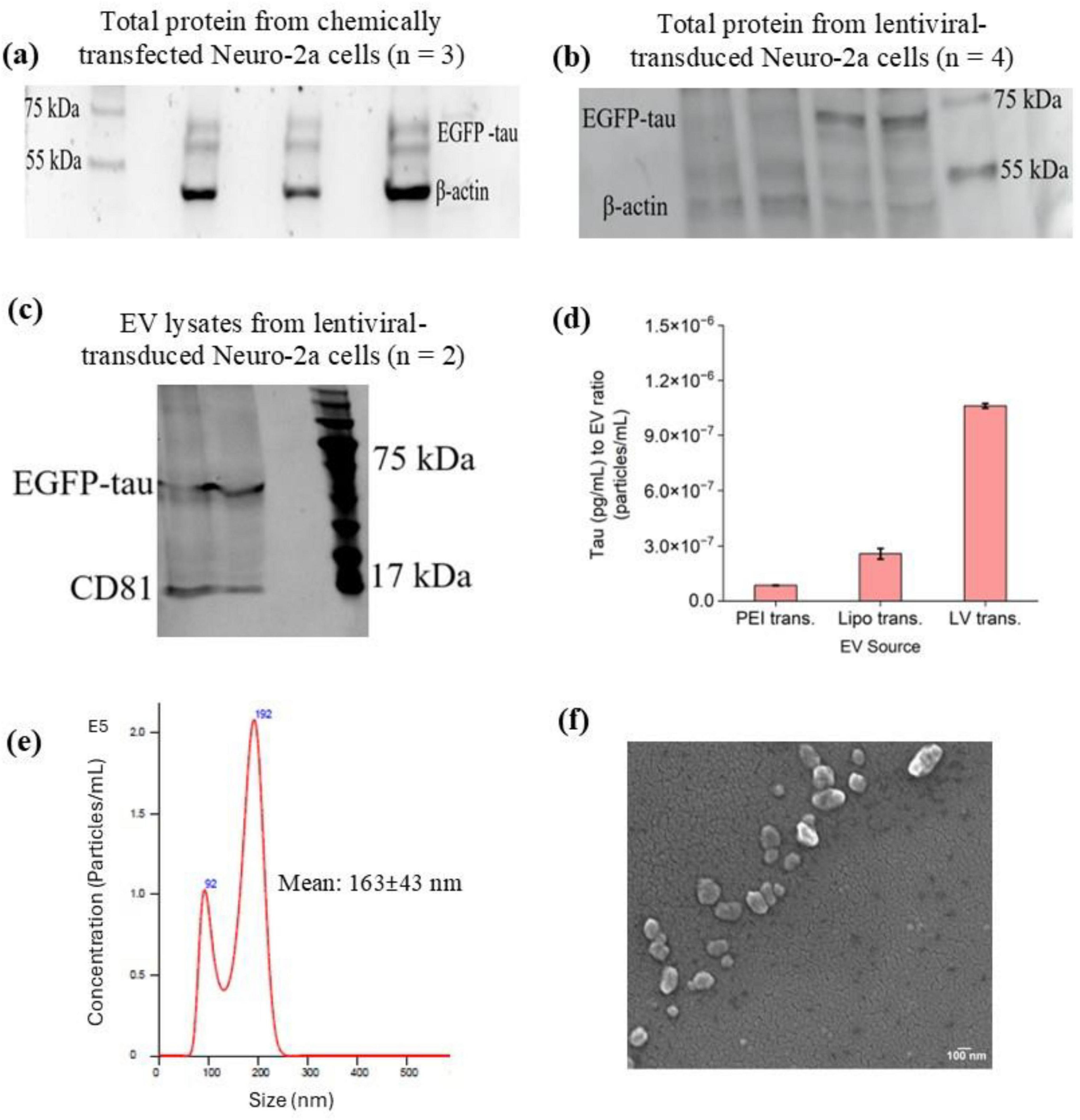 (a) Gel showing total protein from chemically transfected Neuro-2a cells, indicating bands for EGFP-tau and β-actin. (b) Gel of total protein from lentiviral-transduced Neuro-2a cells showing similar bands. (c) Gel of EV lysates from lentiviral-transduced Neuro-2a cells with bands for EGFP-tau and CD81. (d) Bar graph showing Tau concentration in EVs from PEI, Lipo, and LV transduction, with LV transduction having the highest value. (e) Size distribution graph of EVs, with peaks at 92 nm and 192 nm, and a mean size of 163 ± 43 nm. (f) Electron micrograph to SEM image showing spherical EV particles at 100 nm scale.