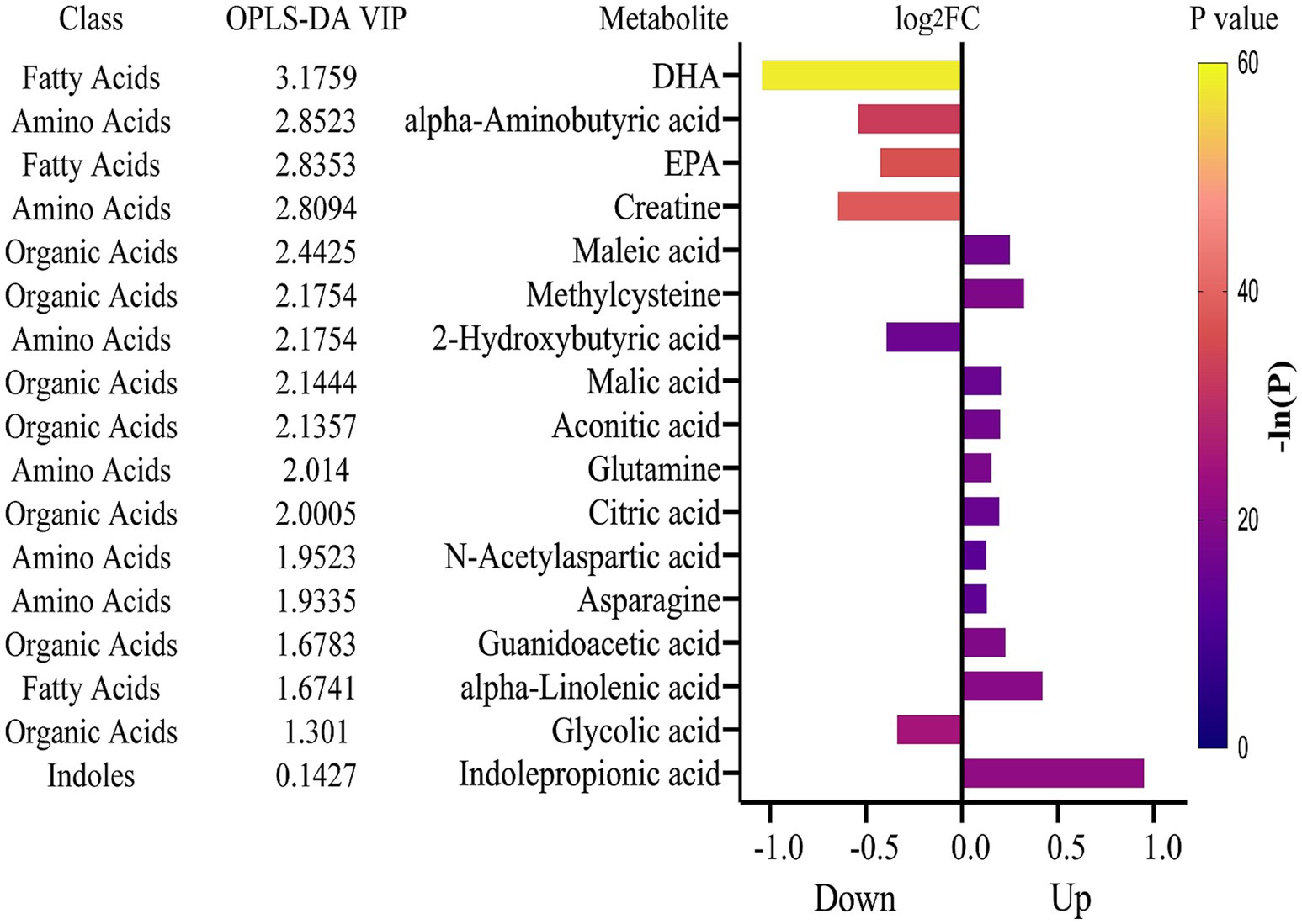 Bar chart displaying metabolites with their class, OPLS-DA VIP scores, and log2FC values. Metabolites are classified as fatty acids, amino acids, organic acids, and indoles. Bars indicating upregulation or downregulation are color-coded from yellow to purple, corresponding to the P value scale on the right.