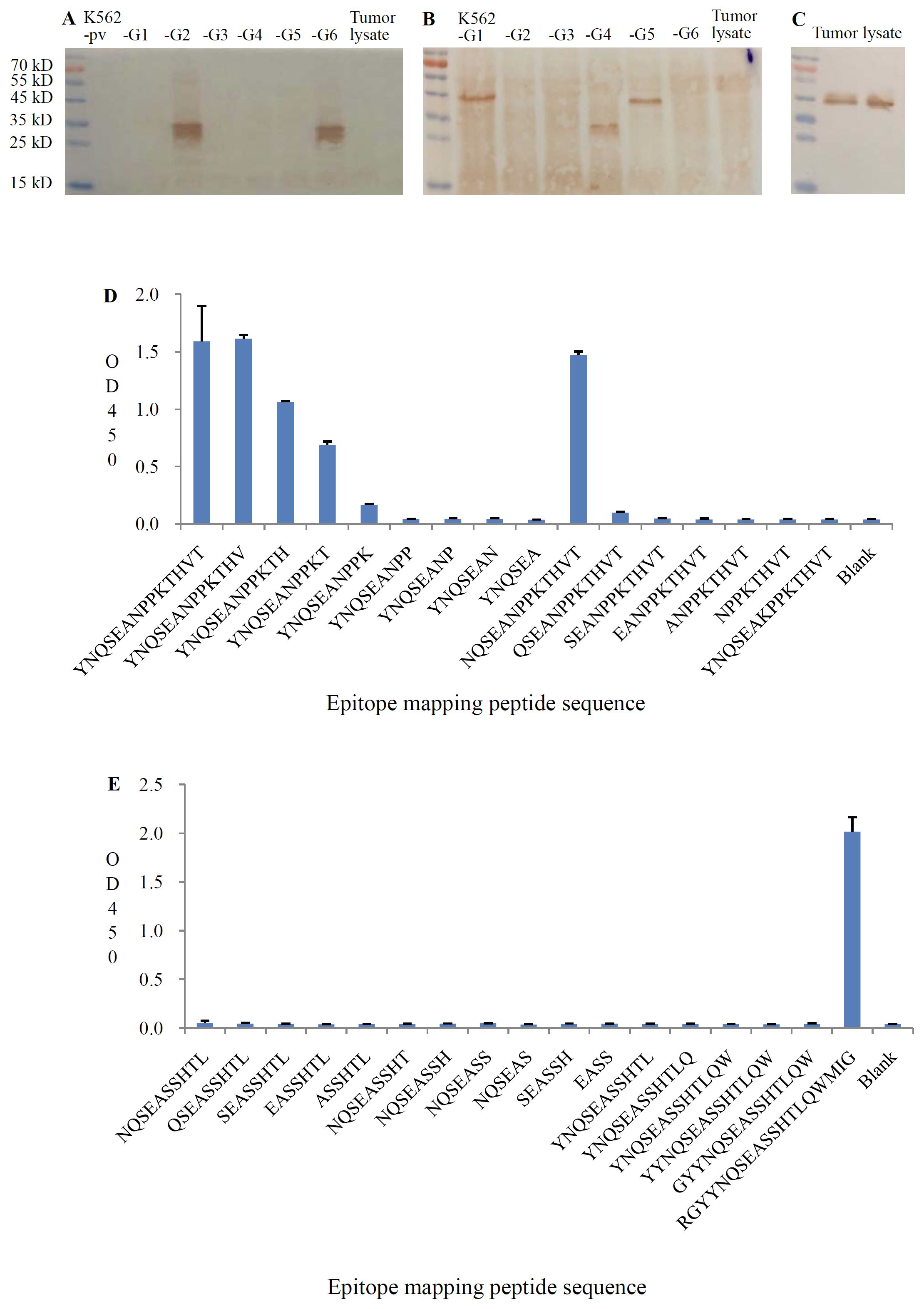 The image features several panels showing experimental results. Panels A, B, and C display Western blot images for K562 tranfectant cell lysates and tumor lysates,highlighting protein bands at various kilodalton markers. Panel D is a bar graph depicting the optical density (OD) of different epitope mapping peptide sequences, showing significant peaks at specific sequences for anti-HLA-G2/6. Panel E is another bar graph showing OD for different peptide sequences with a notable peak at the blank control for anti-HLA-G1/4/5. Both graphs include labeled axes and sequences along the x-axis.