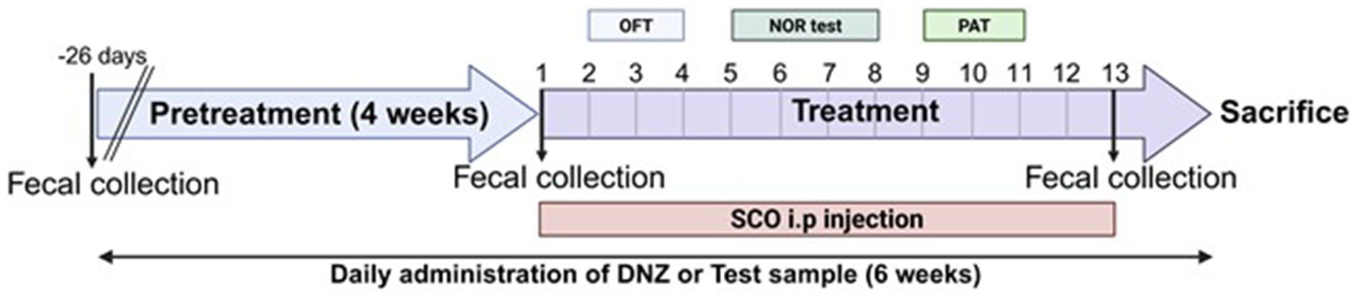 Timeline schematic of a six-week study in male C57BL/6 mice. A 4-week oral pretreatment with LR5 or LR5 plus skim milk precedes scopolamine challenge and behavioral testing over two weeks (open field, NOR, PAT).
