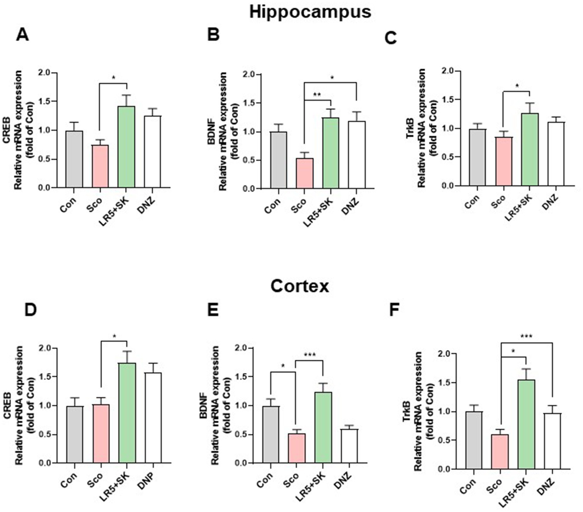 Bar graphs showing relative mRNA expression in the hippocampus and cortex for CREB, BDNF, and TrkB. Panels A, B, and C represent the hippocampus, and D, E, and F represent the cortex. Different conditions, Con, Sco, LR5+SK, and DNZ, are compared. Significant differences are indicated by asterisks: * for p<0.05, ** for p<0.01, and *** for p<0.001.